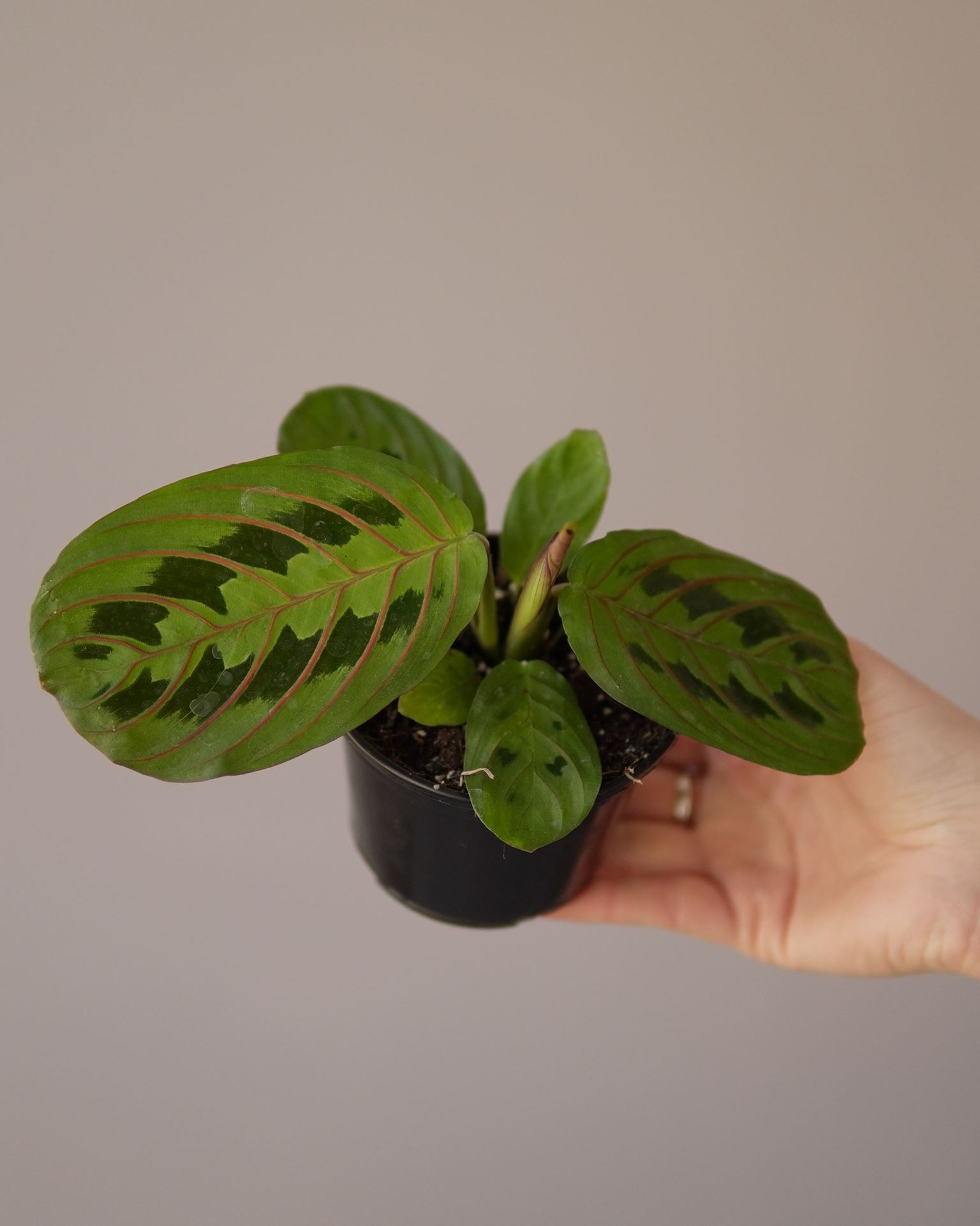 MARANTA FASCINATOR