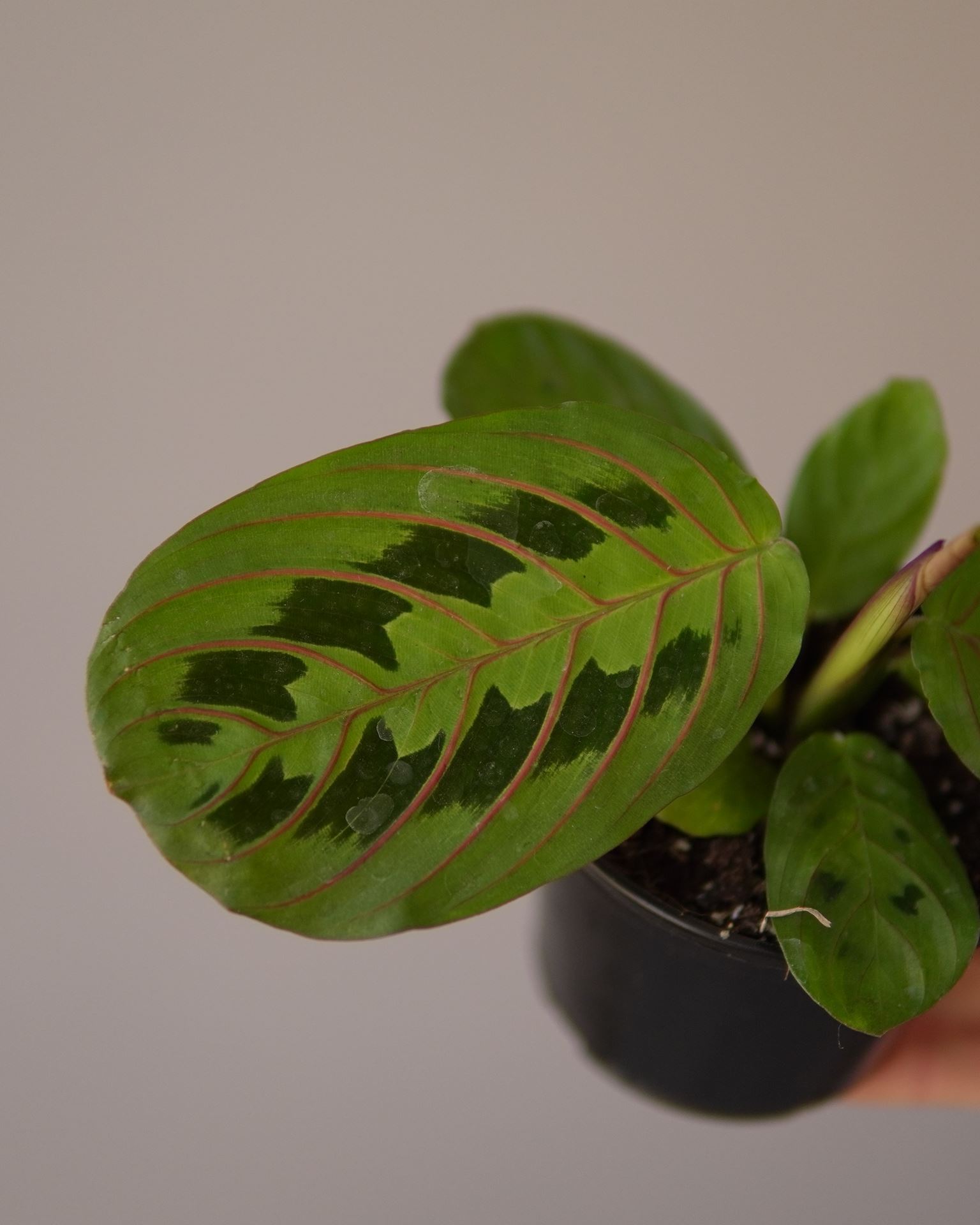 MARANTA FASCINATOR