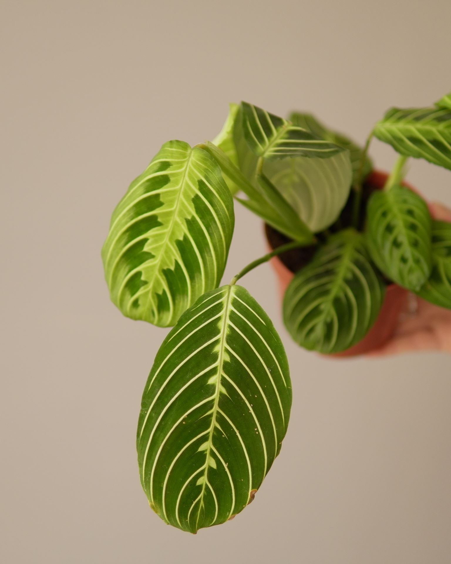 MARANTA lemon lime