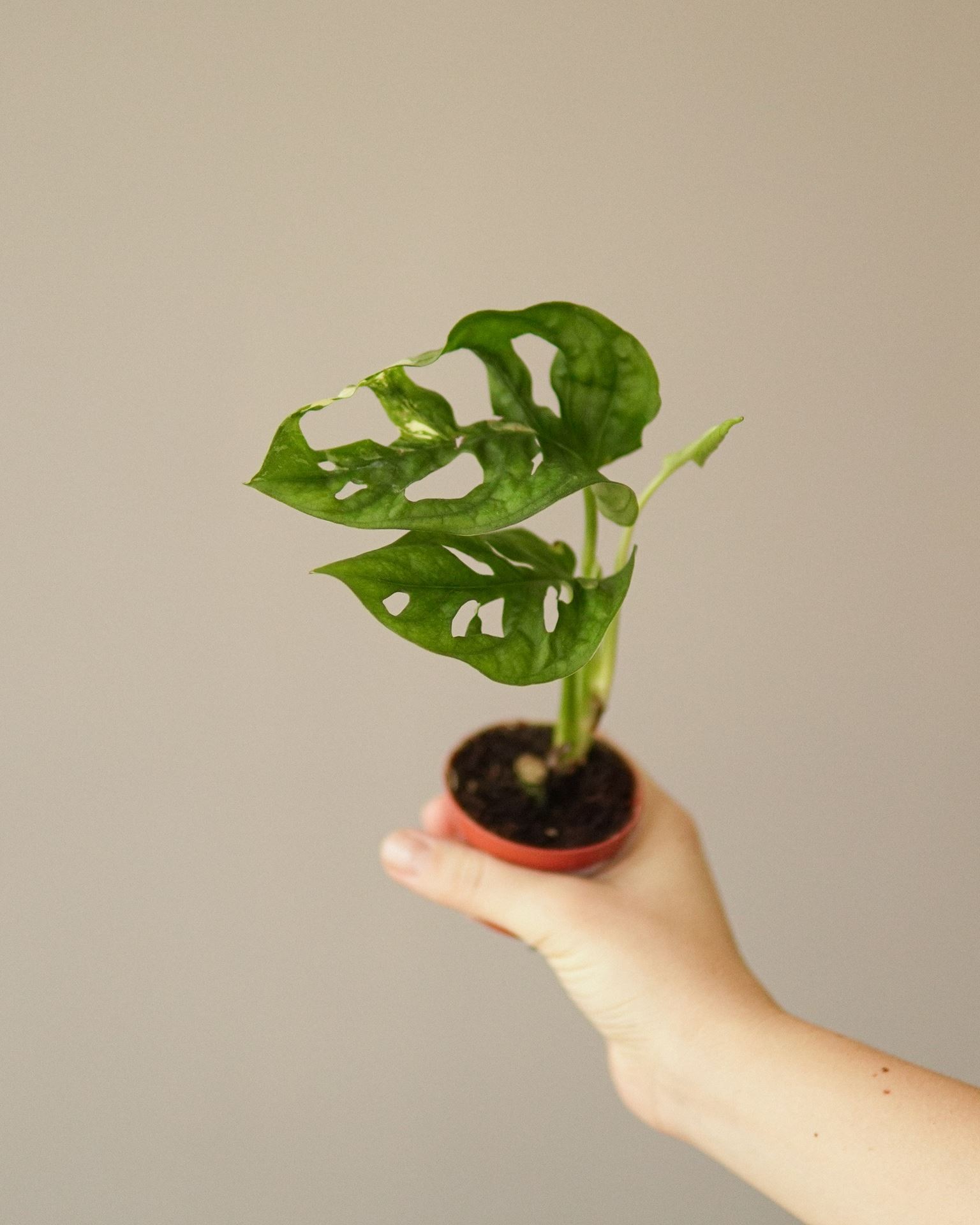 Monstera Adansonii Bont Variegata
