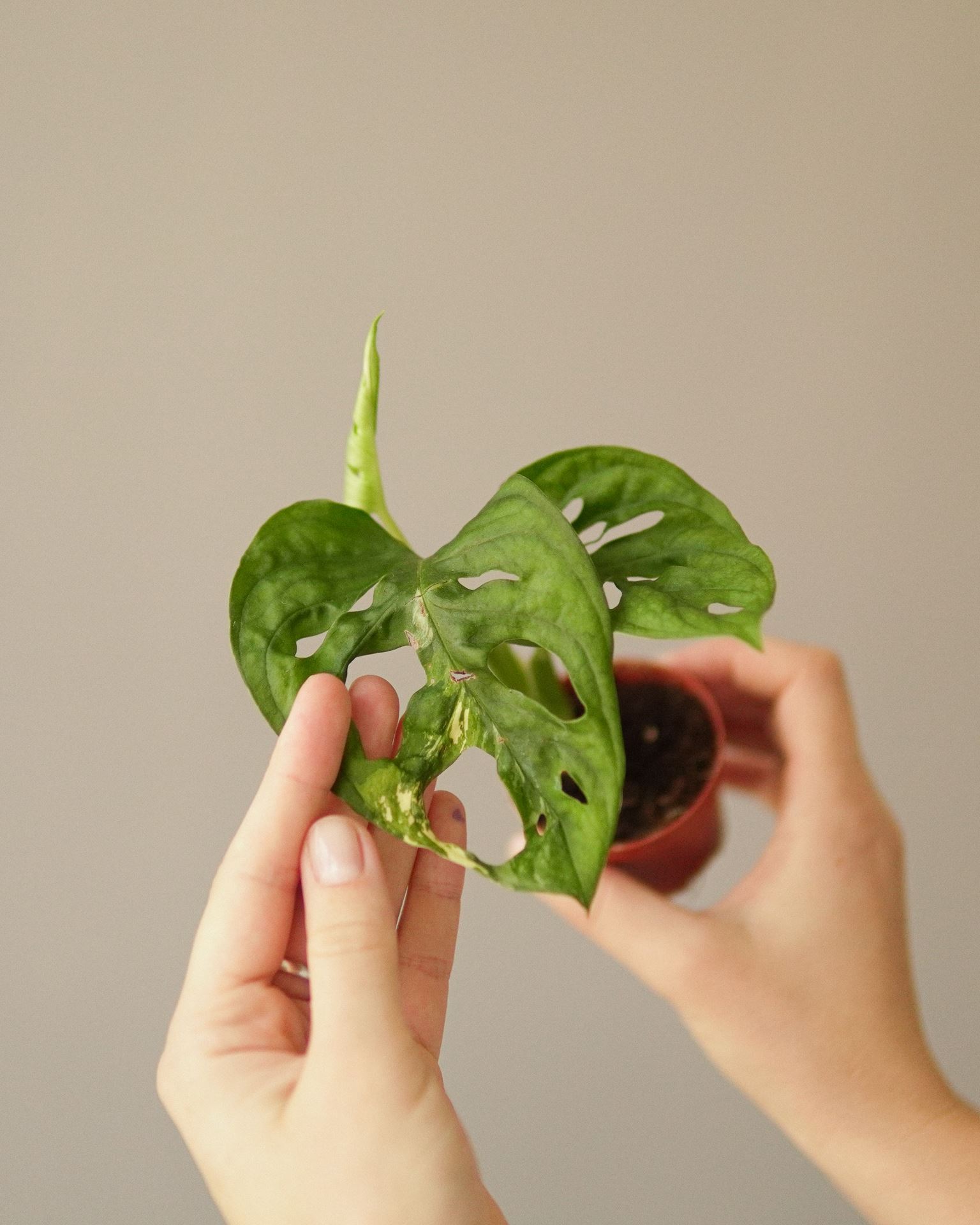 Monstera Adansonii Bont Variegata