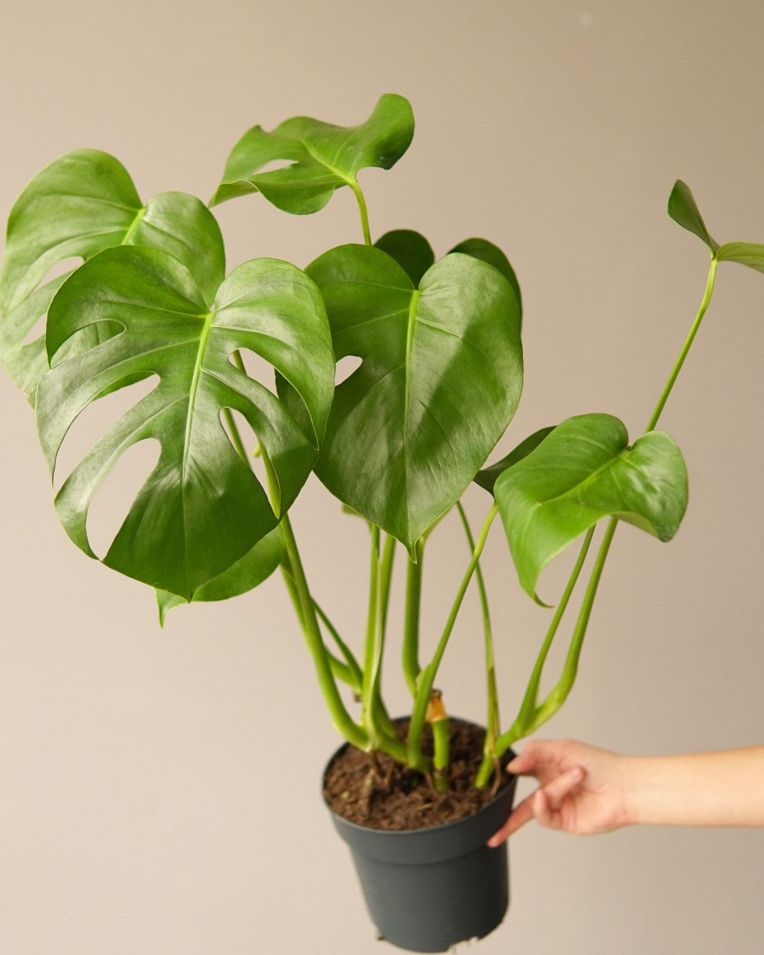 monstera deliciosa