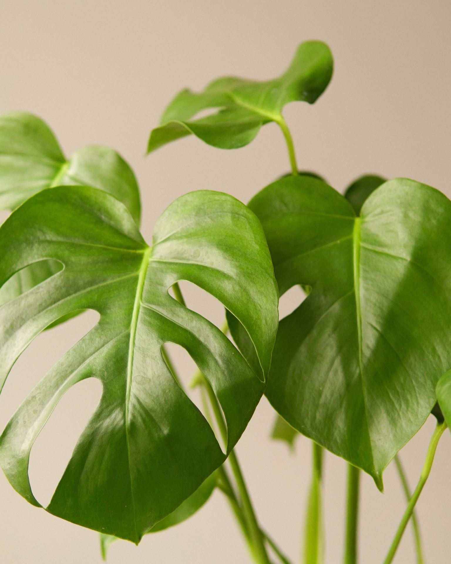 monstera deliciosa