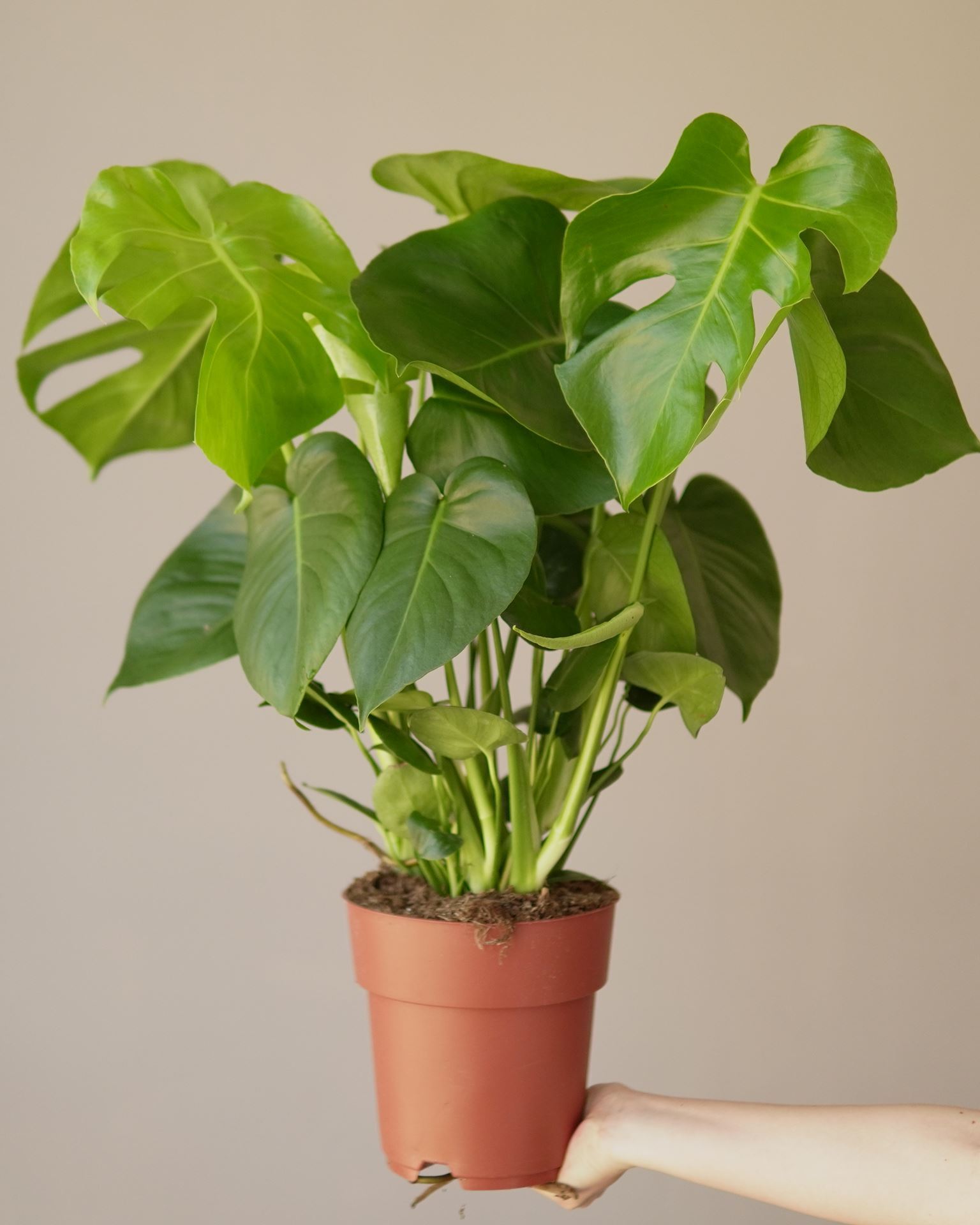 monstera deliciosa