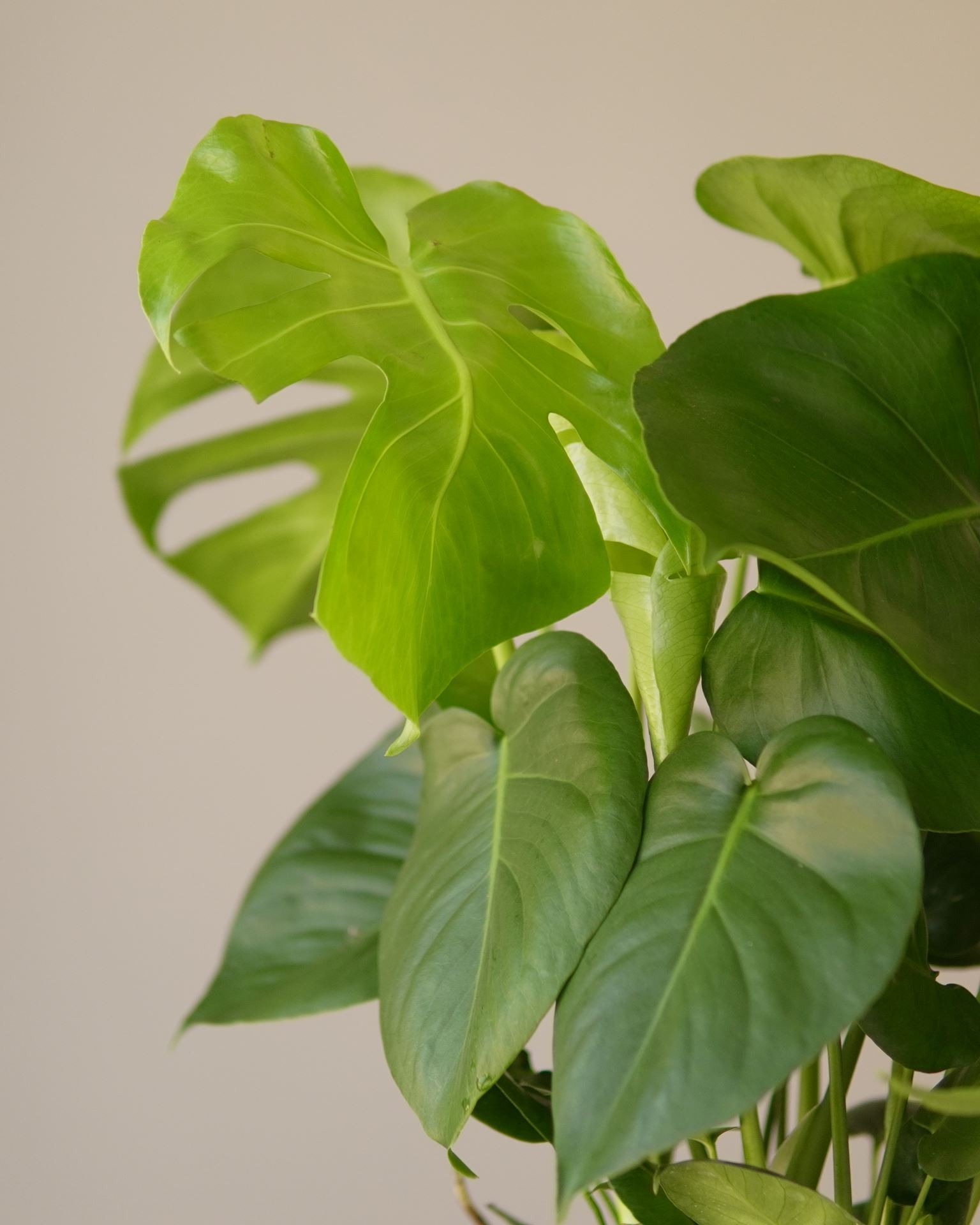 monstera deliciosa