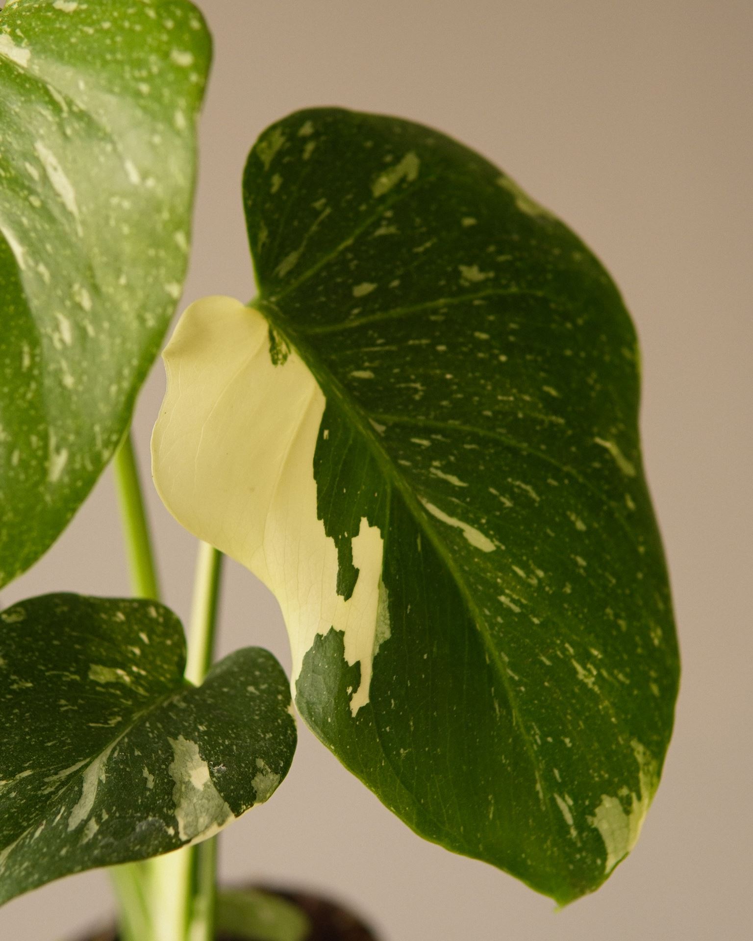 MONSTERA TAI CONSTELLATION