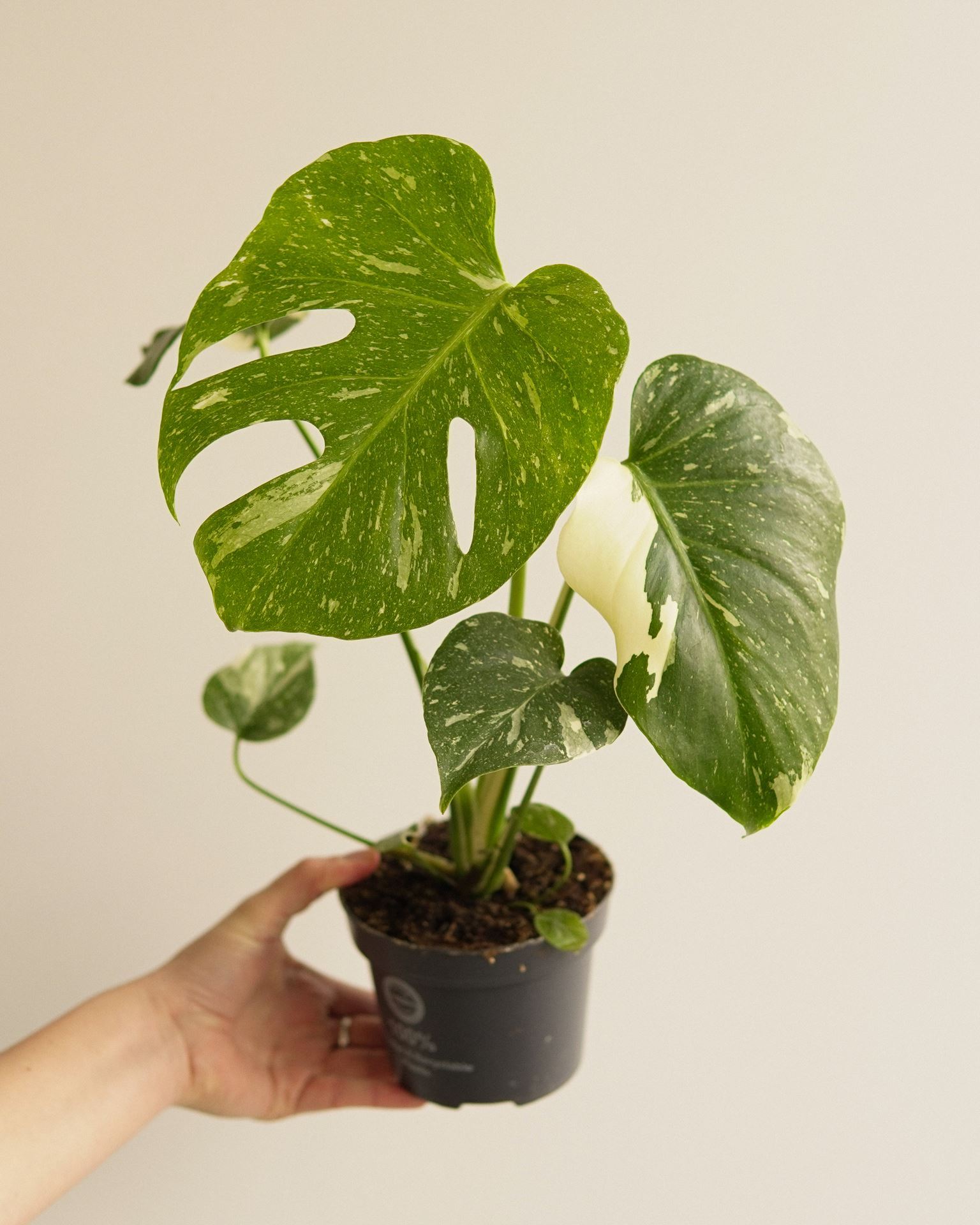 MONSTERA TAI CONSTELLATION