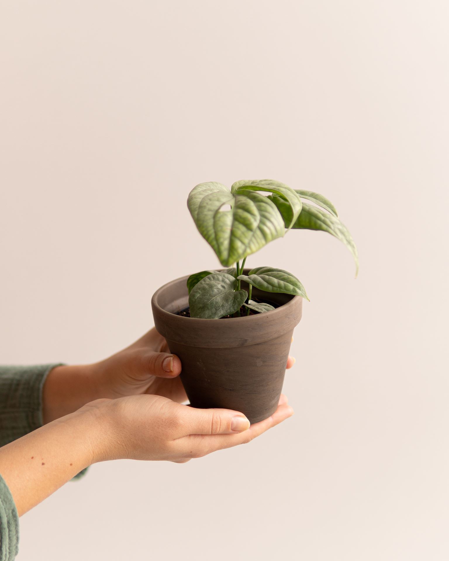 MONSTERA MEDIUM SILVER
