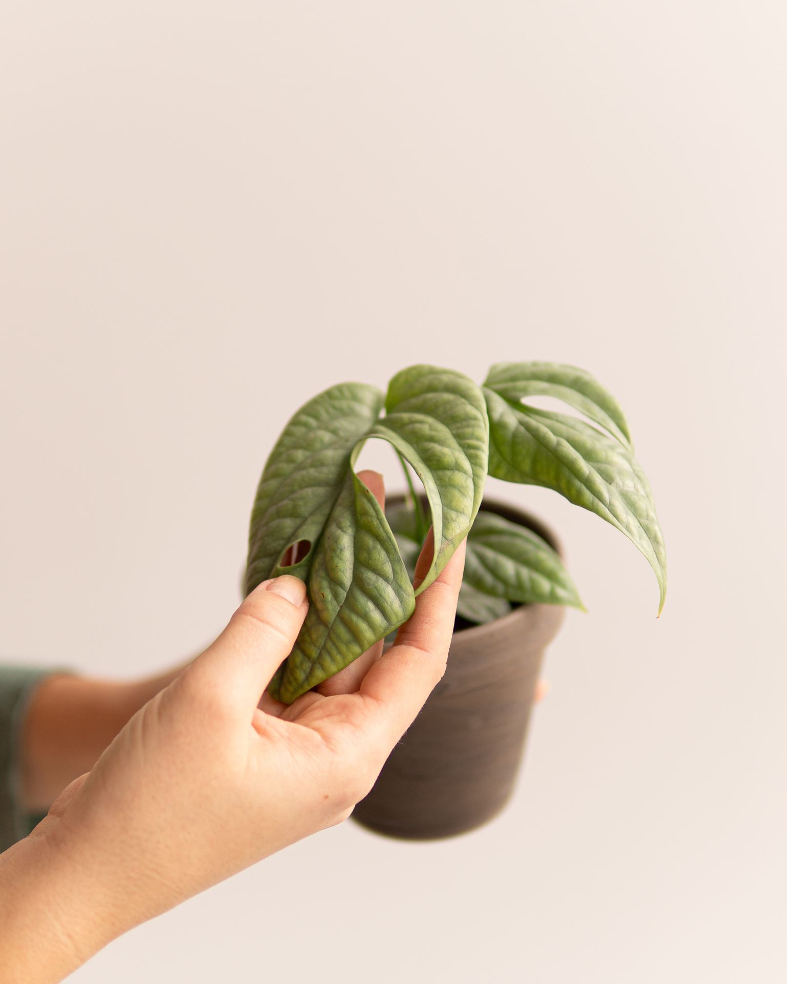 MONSTERA MEDIUM SILVER