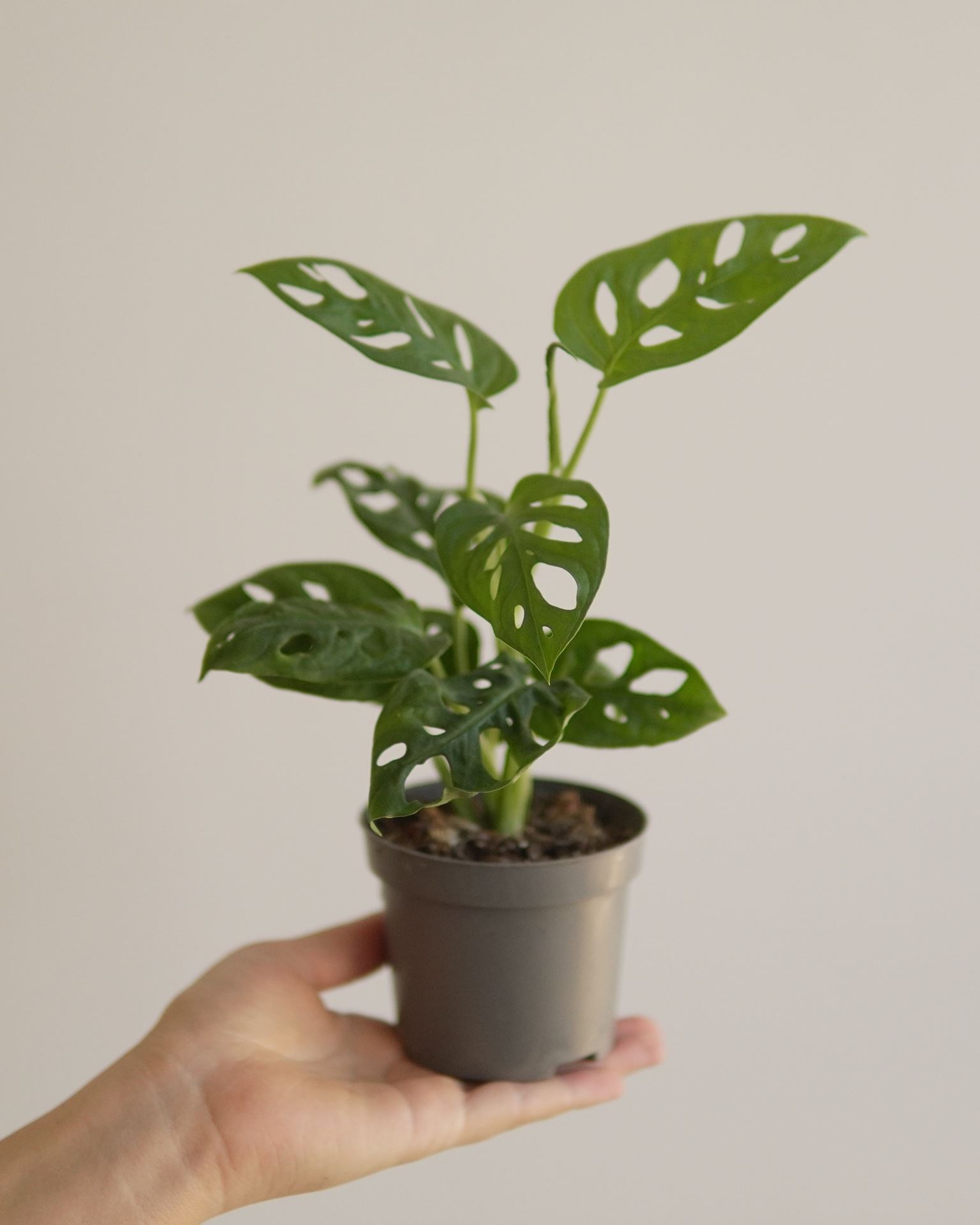 MONSTERA ADANSONII