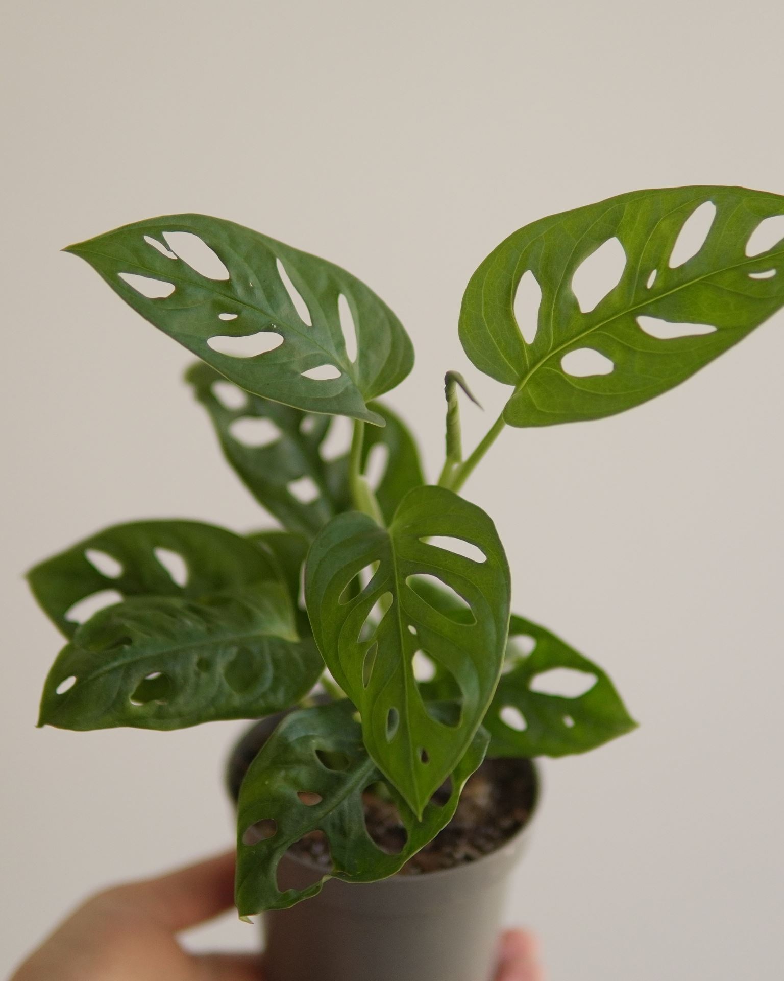 MONSTERA ADANSONII