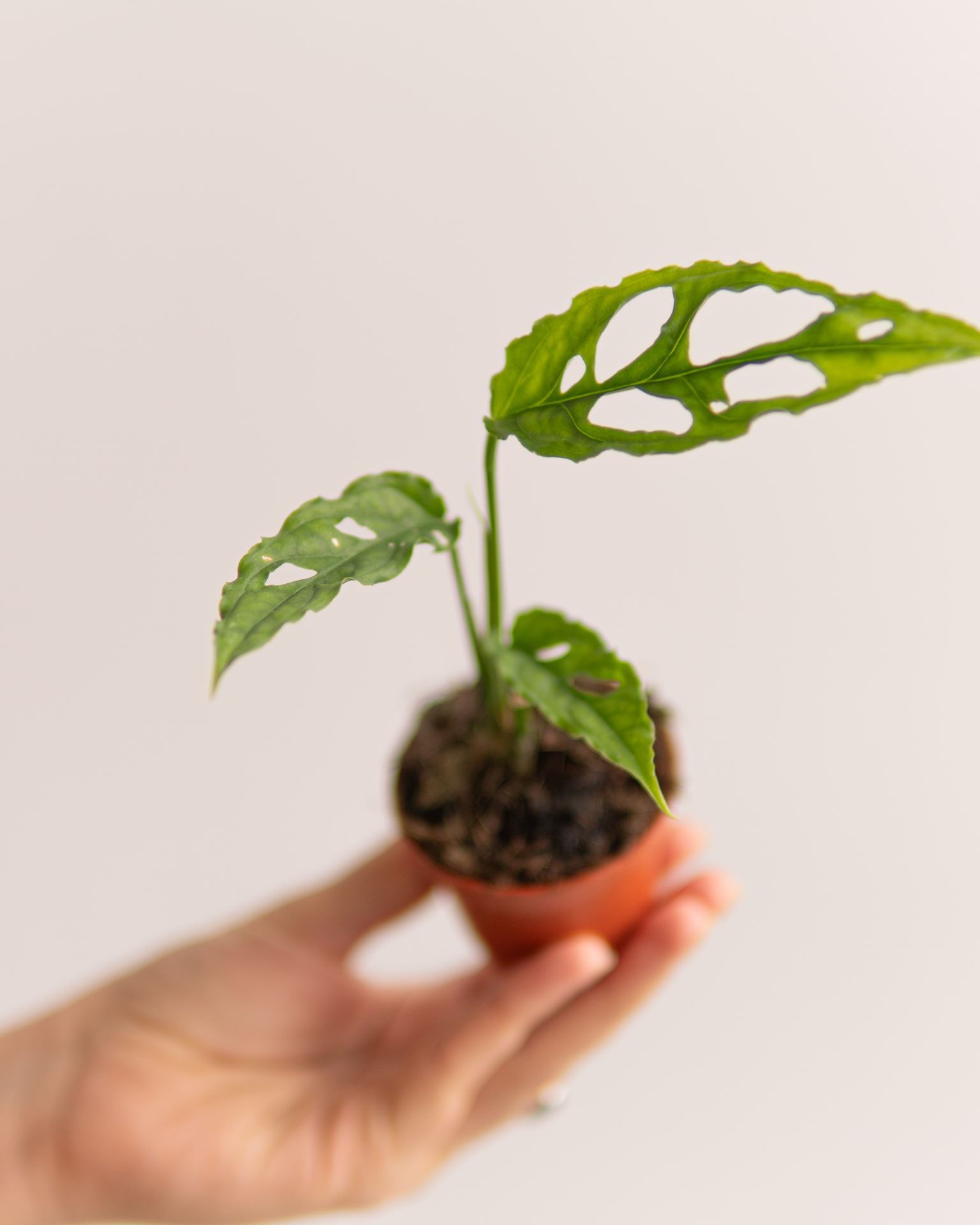 MONSTERA PERU