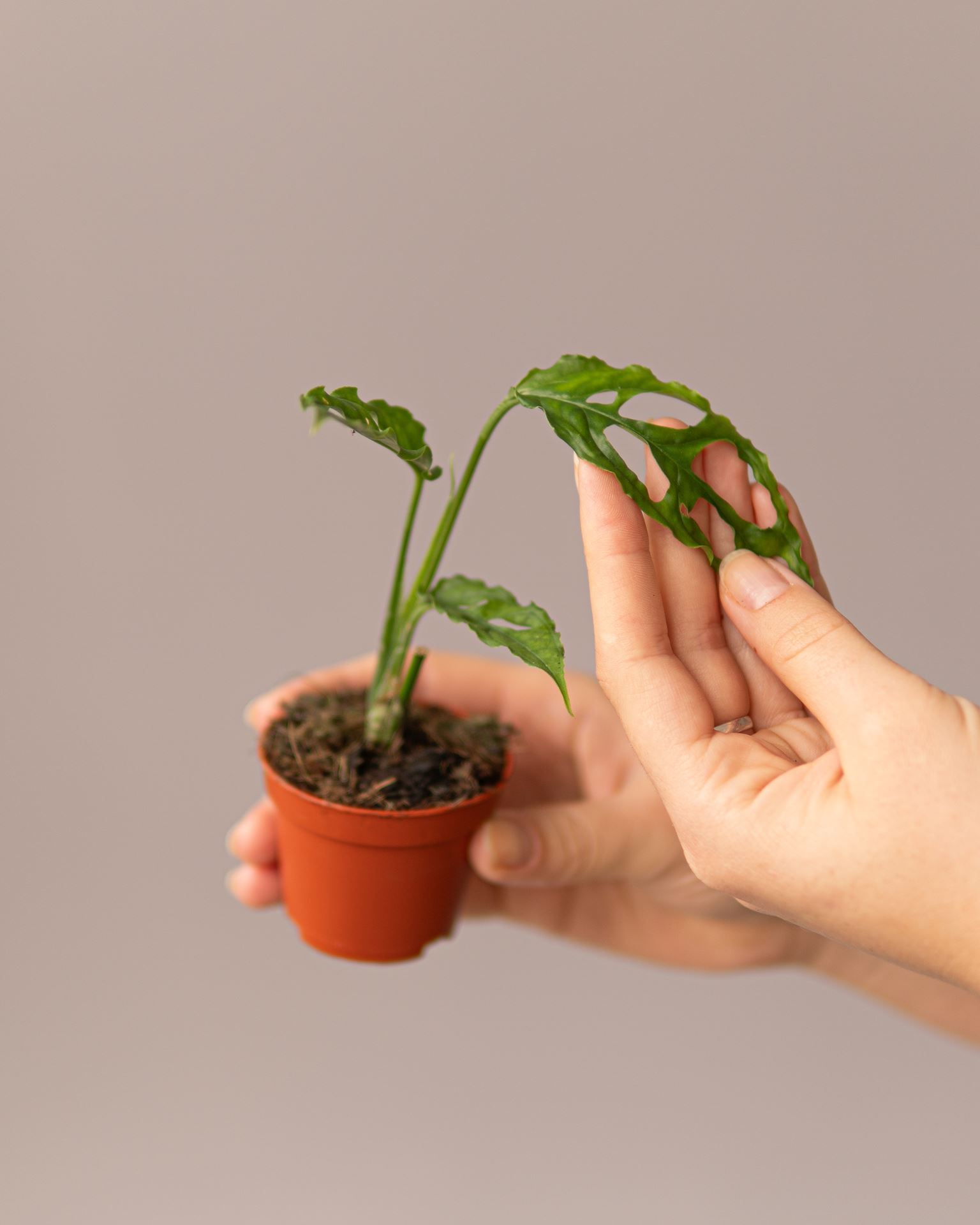 MONSTERA PERU