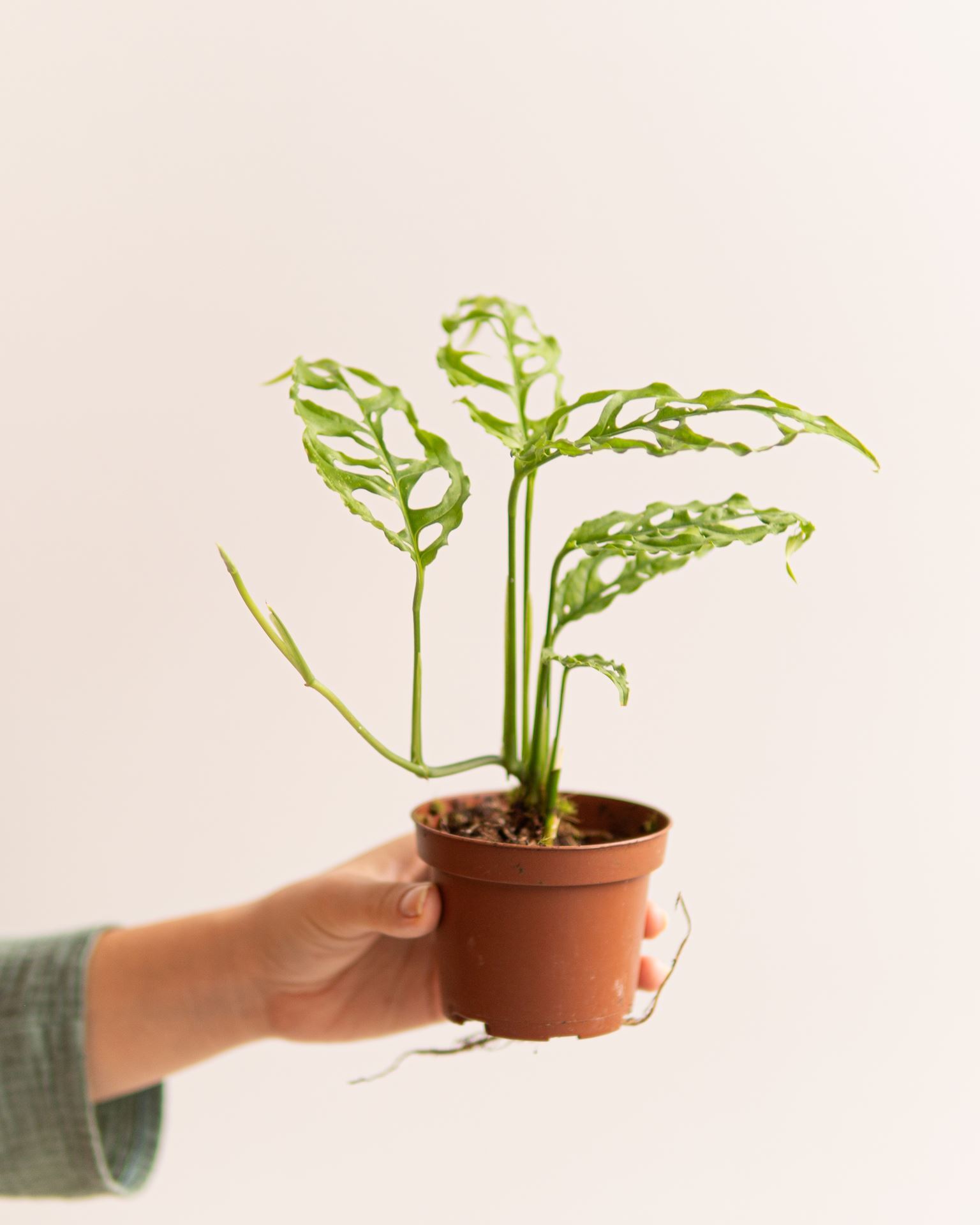 MONSTERA PERU