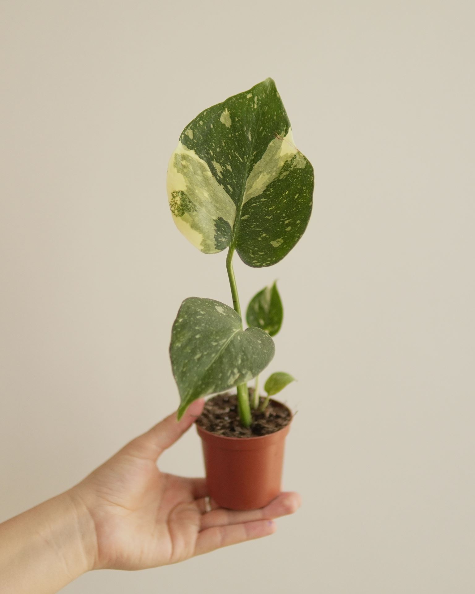 MONSTERA TAI CONSTELLATION