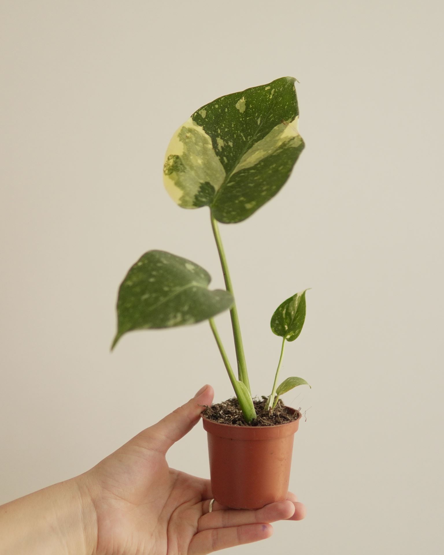 MONSTERA TAI CONSTELLATION