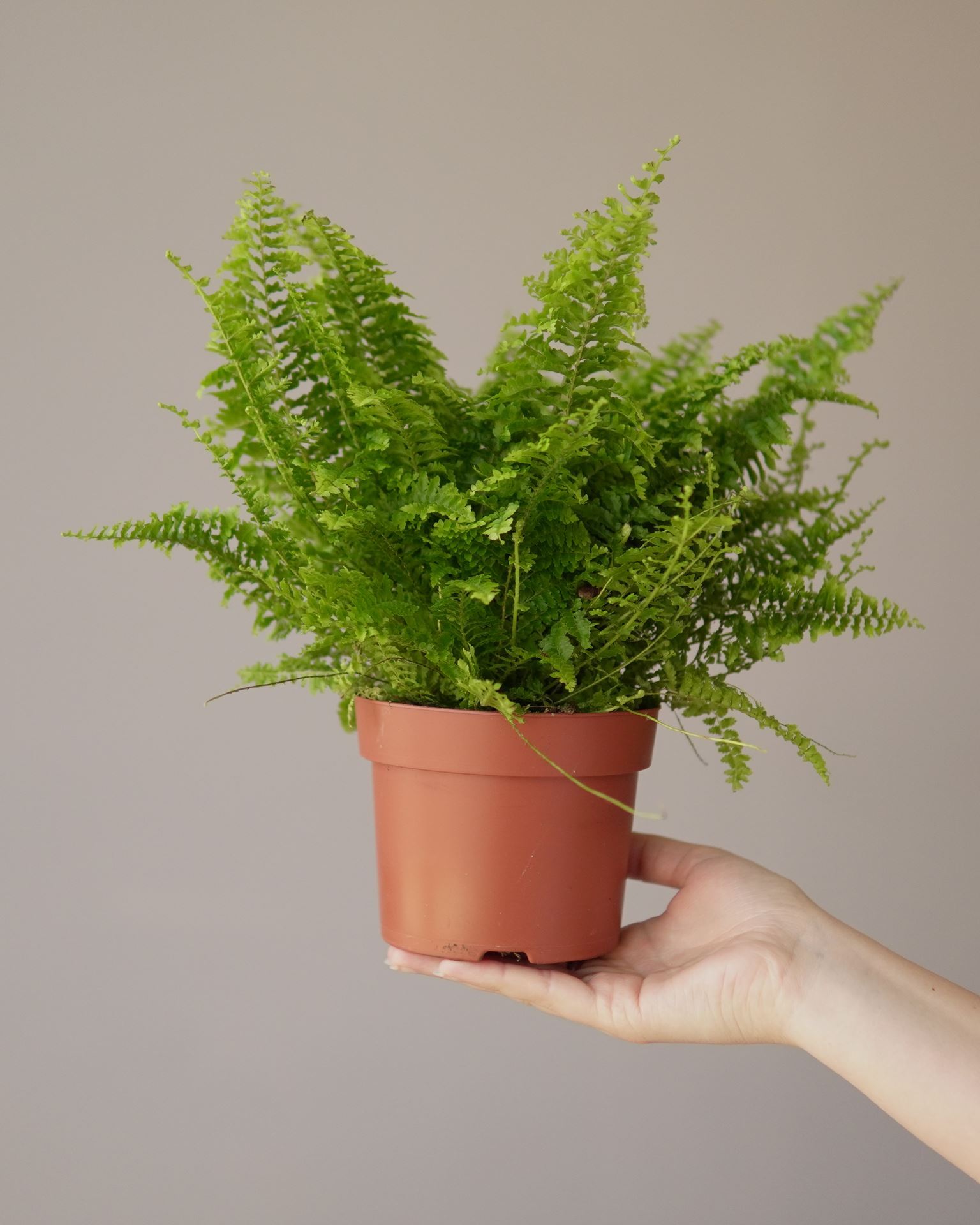 nephrolepis fluffy ruffles