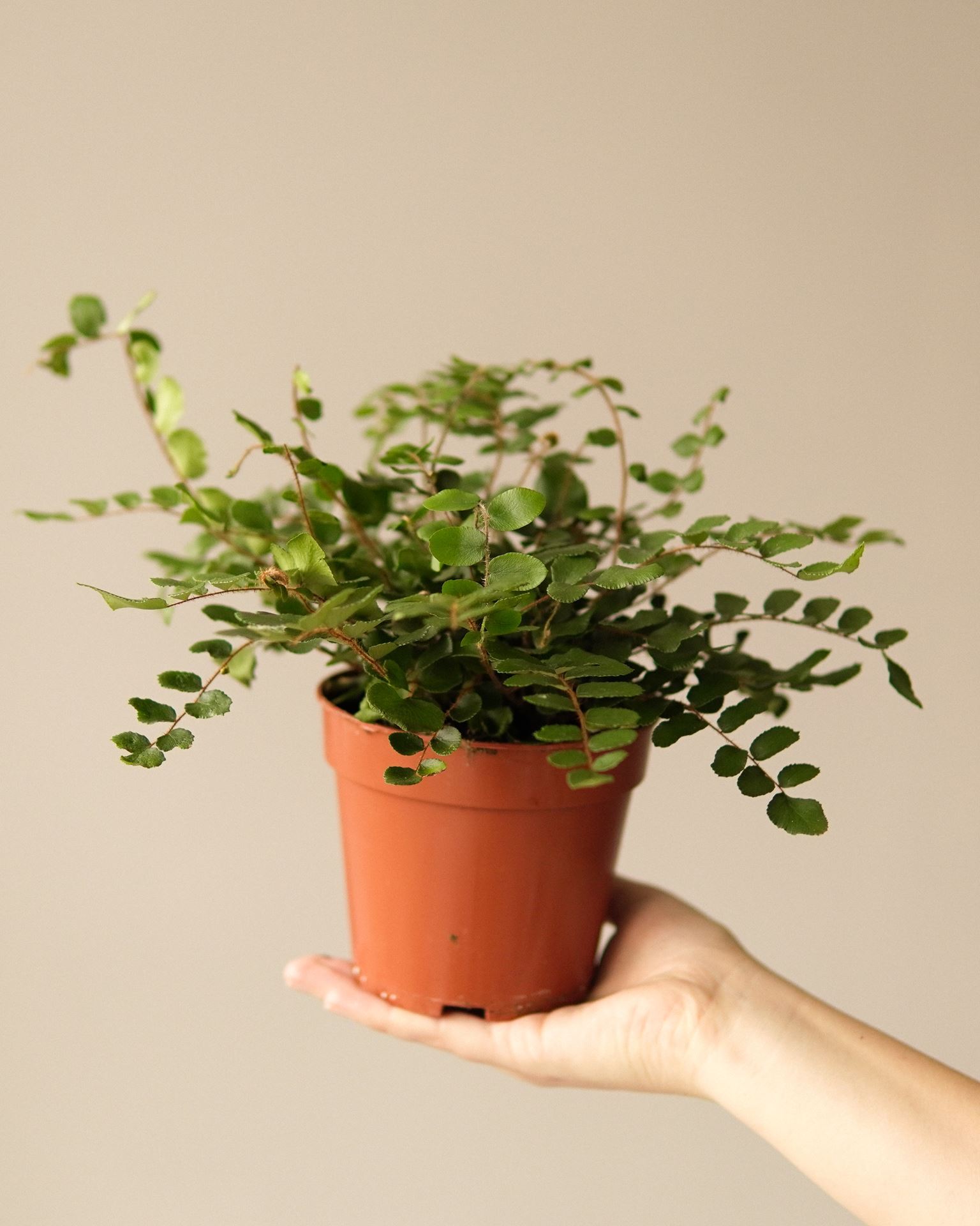 PELLAEA ROTUNDIFOLIA