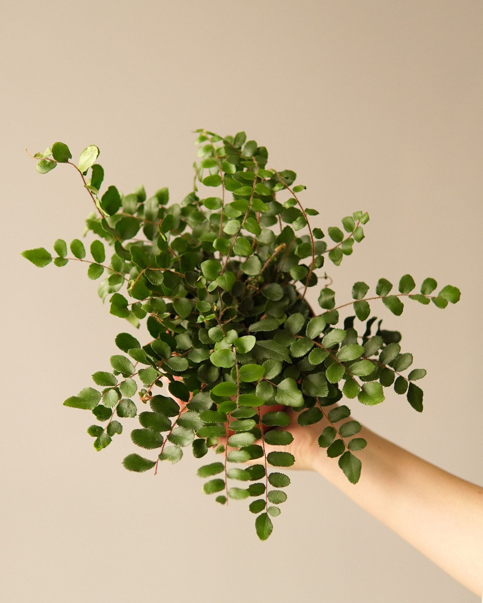 PELLAEA ROTUNDIFOLIA