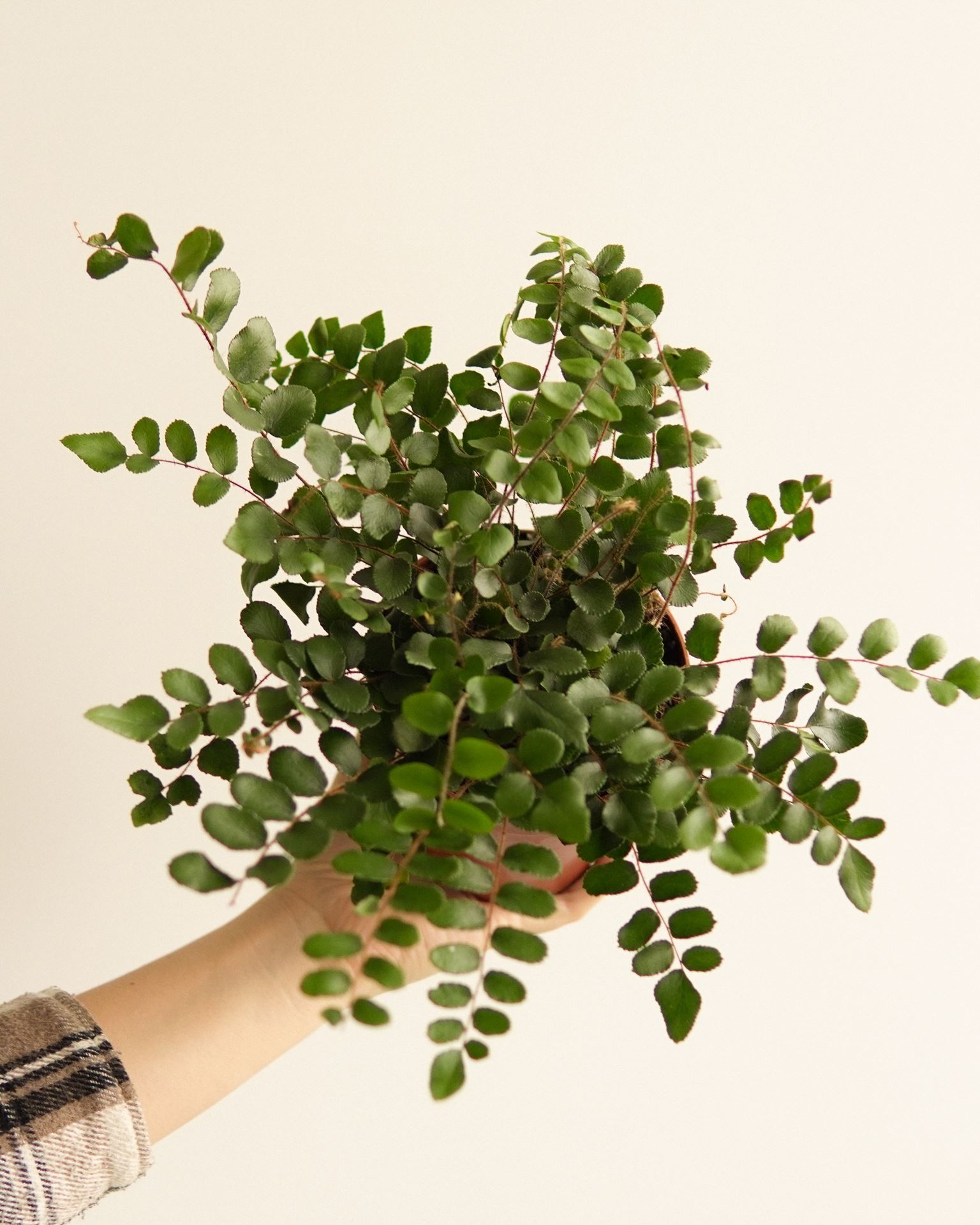 PELLAEA ROTUNDIFOLIA