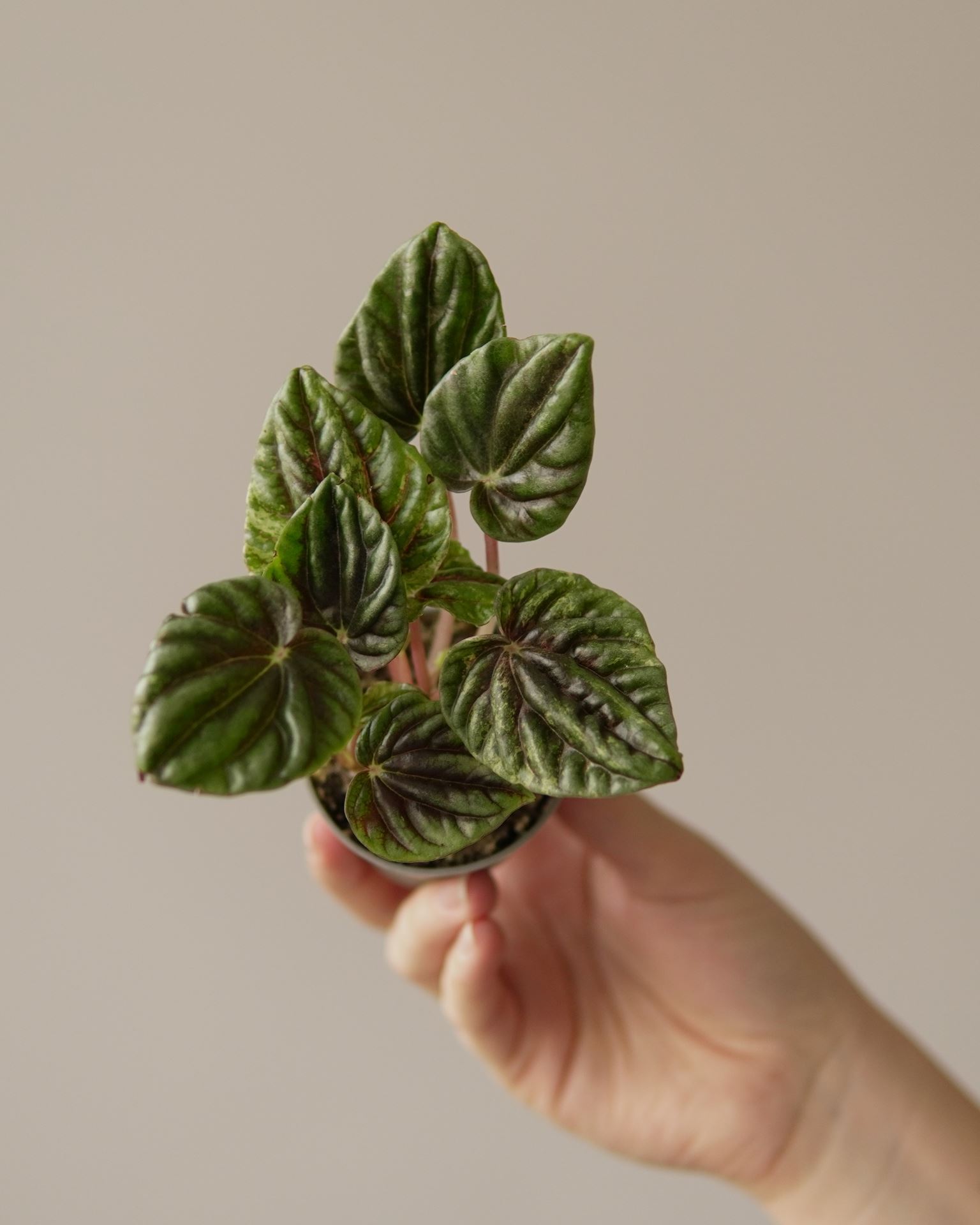 PEPEROMIA HELIOS VARIEGATA