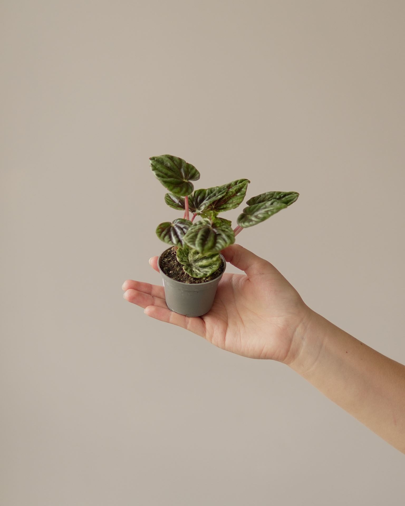 PEPEROMIA HELIOS VARIEGATA