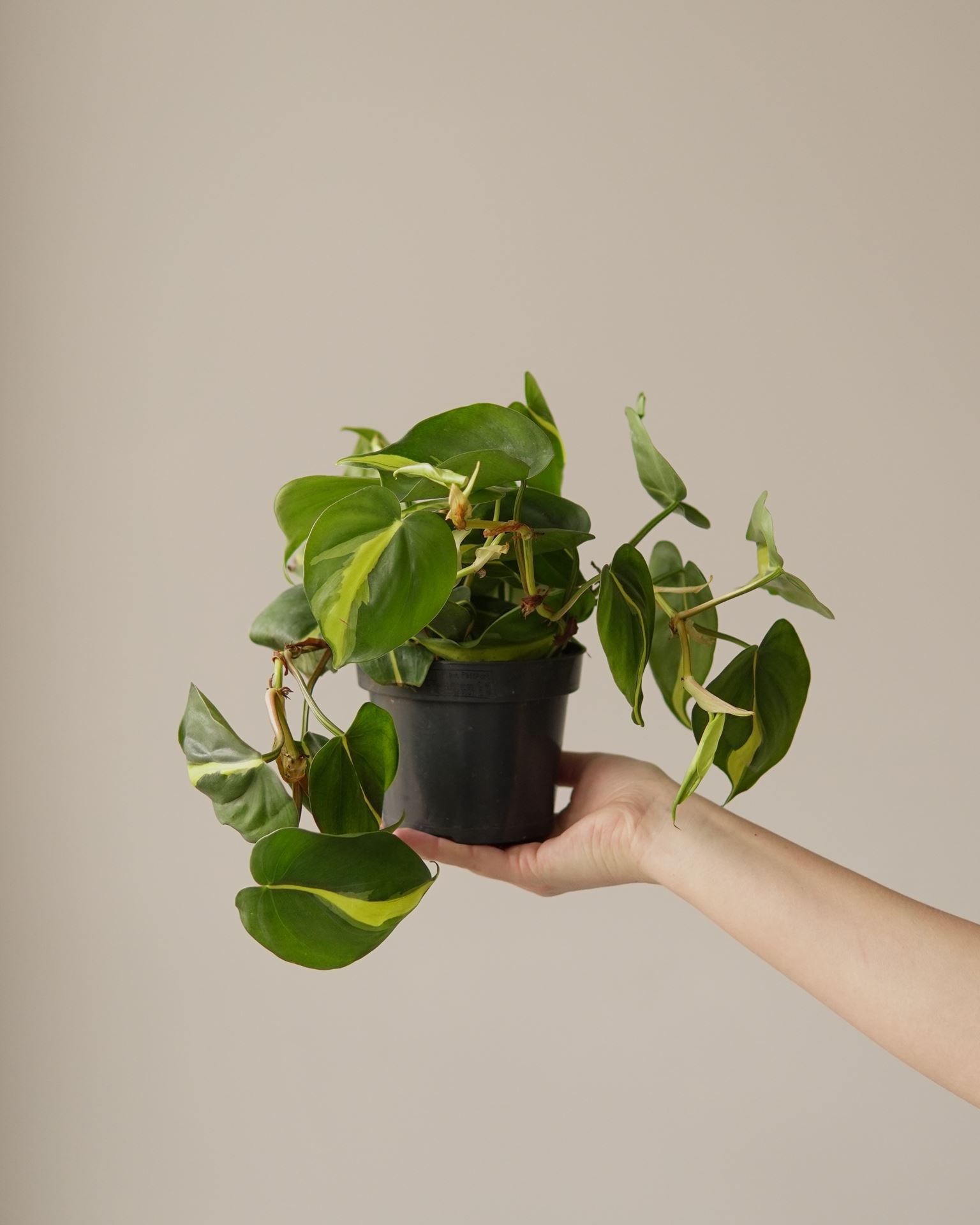 PHILODENDRON SCANDENS BRASIL