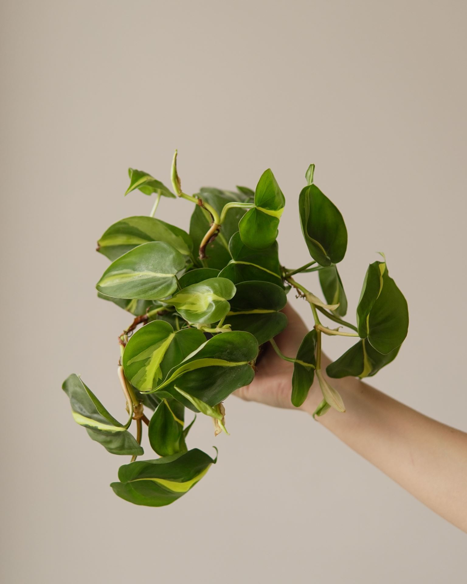 PHILODENDRON SCANDENS BRASIL