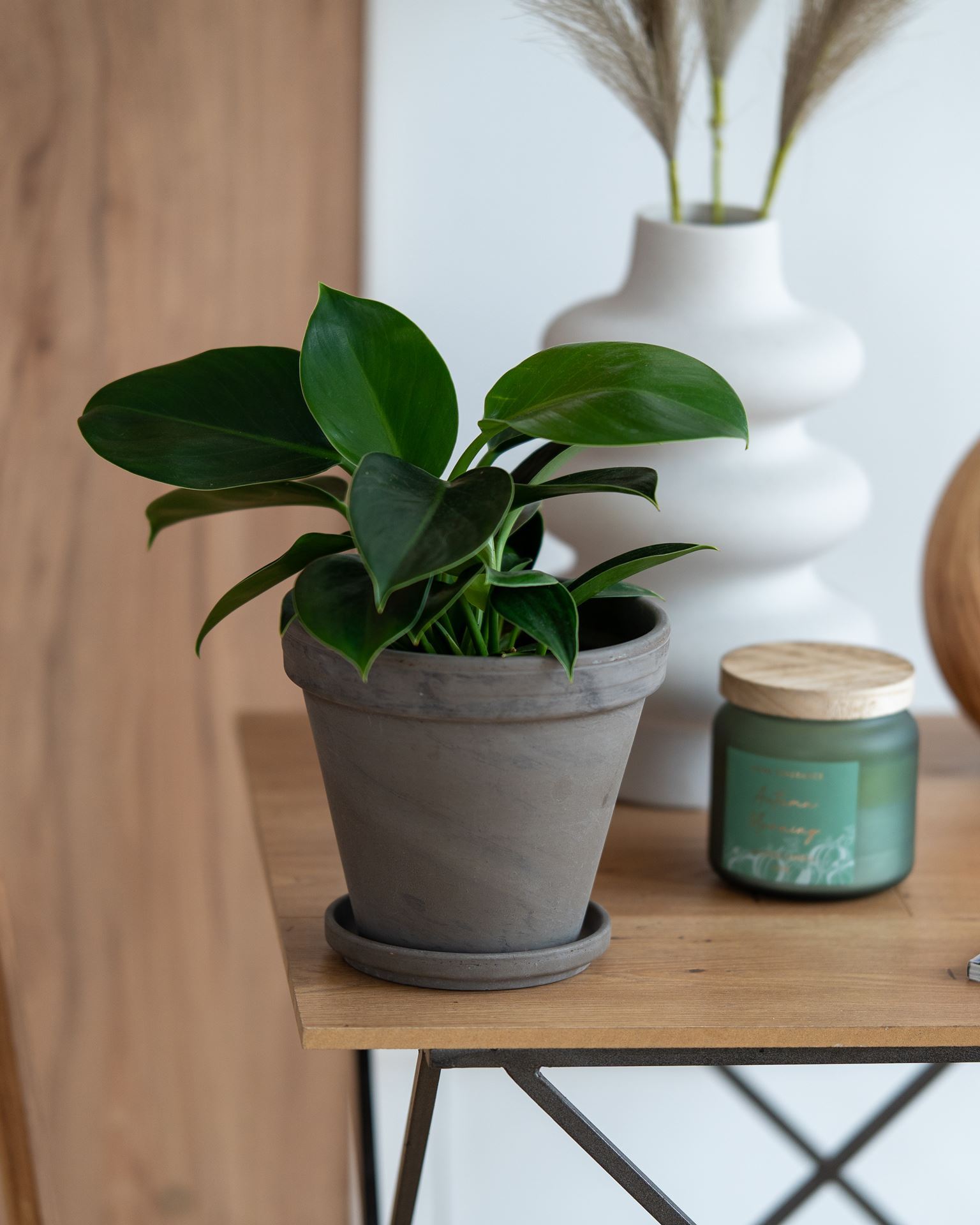 PHILODENDRON GREEN PRINCESS