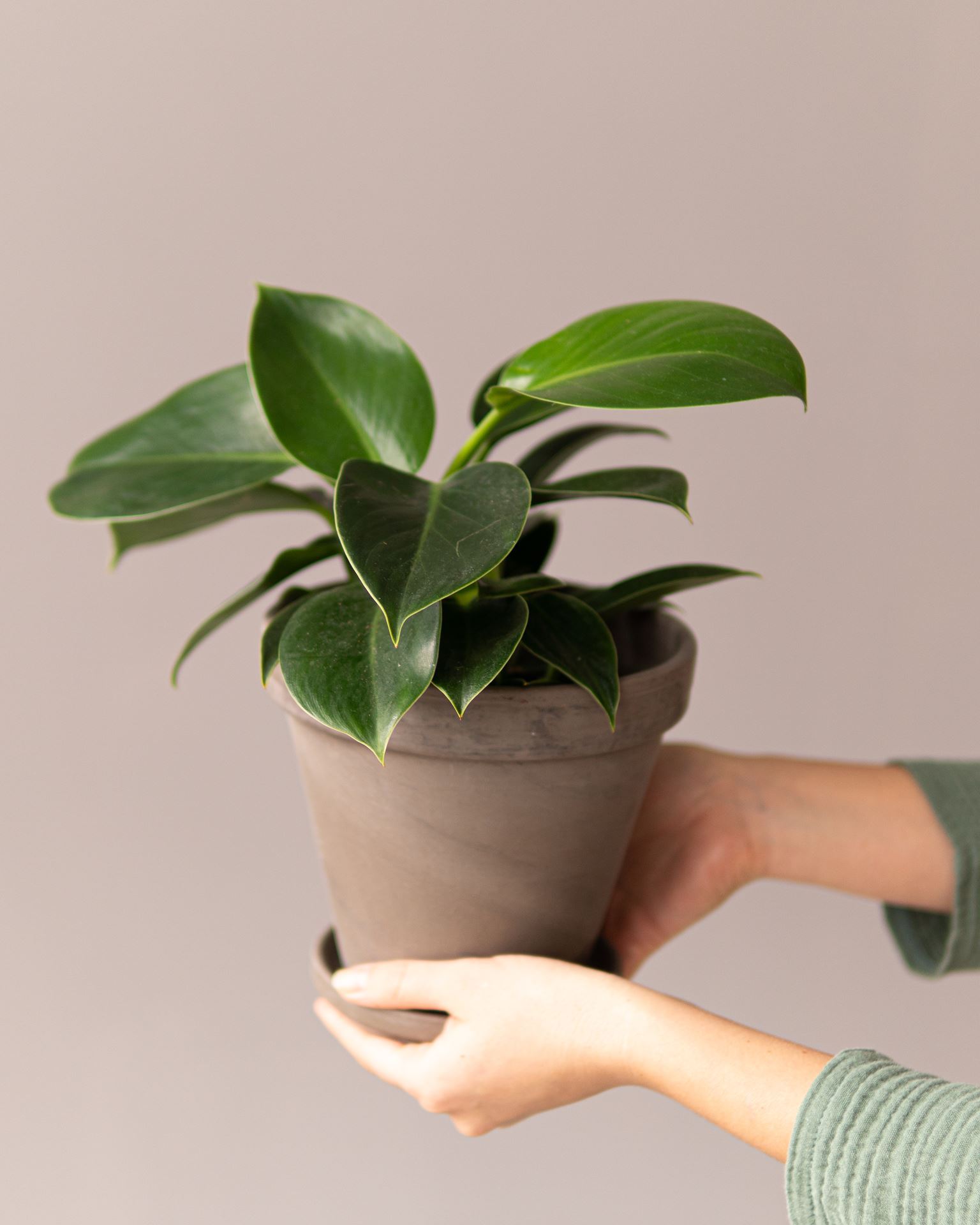 PHILODENDRON GREEN PRINCESS