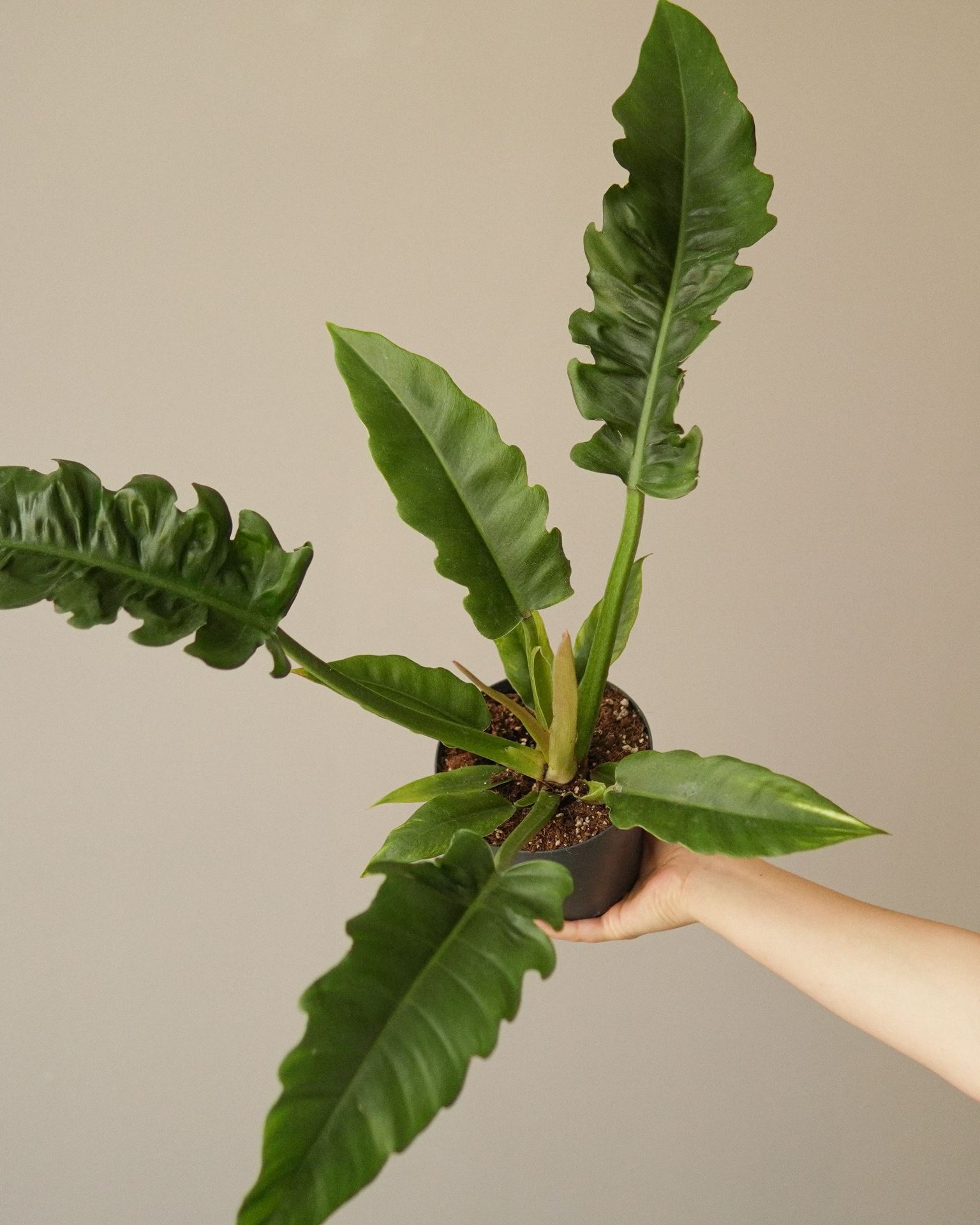 philodendron narrow escape
