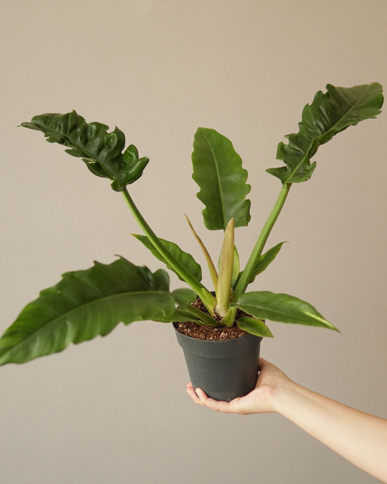 philodendron narrow escape