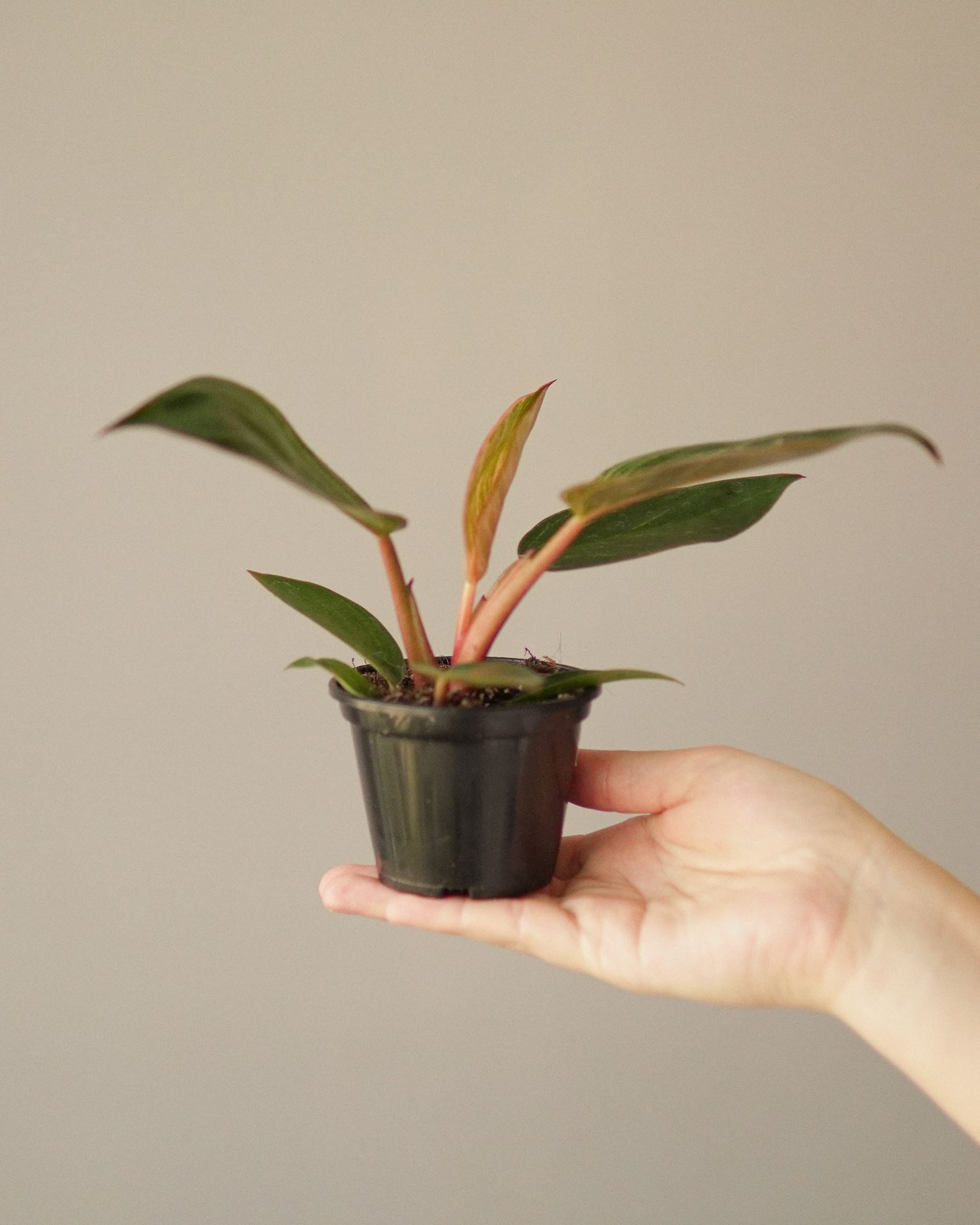 philodendron pink bikini