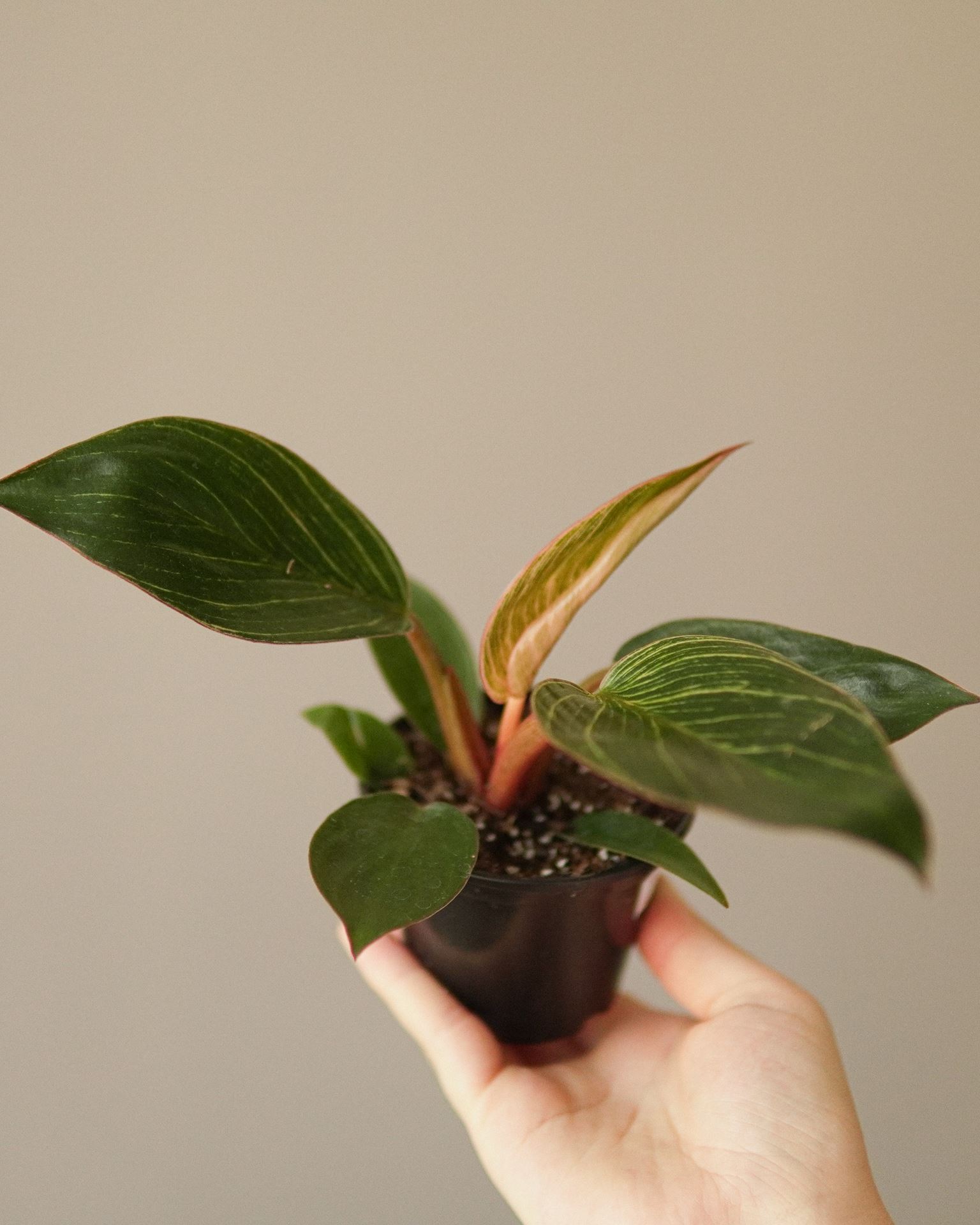 philodendron pink bikini