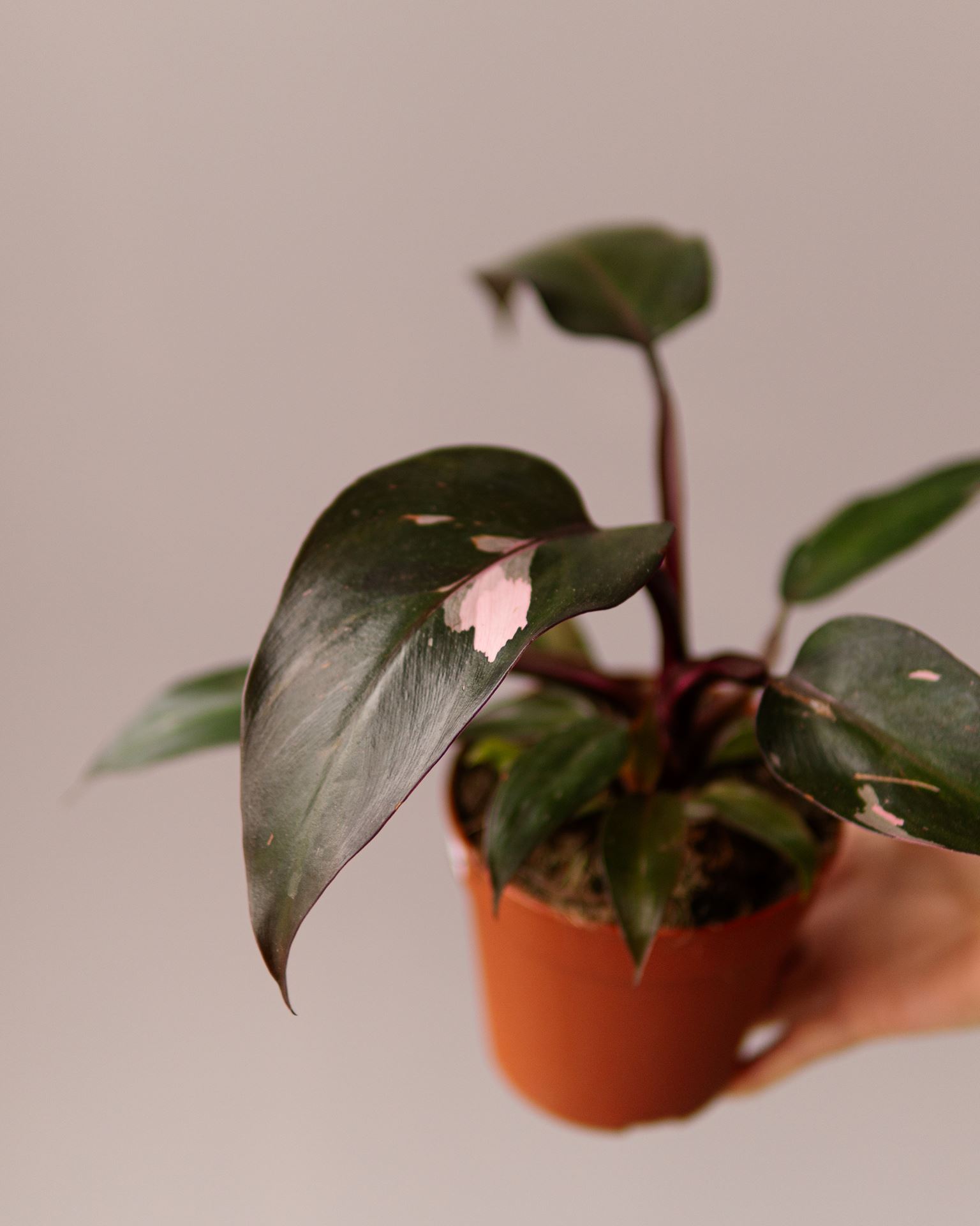 PHILODENDRON PINK PRINCESS