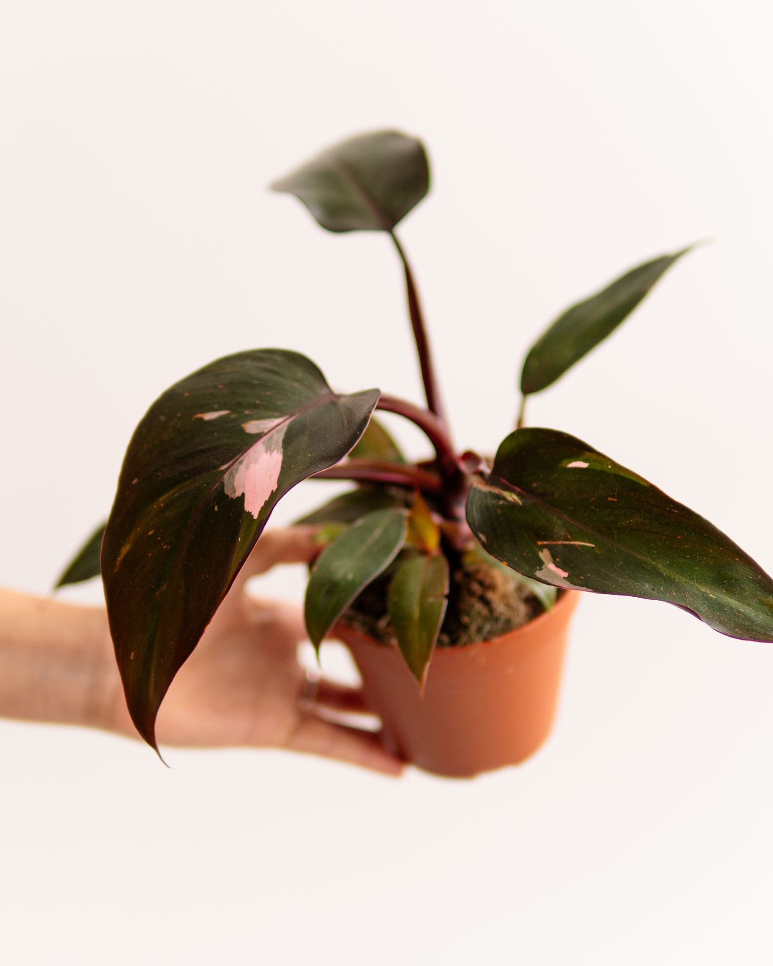 PHILODENDRON PINK PRINCESS