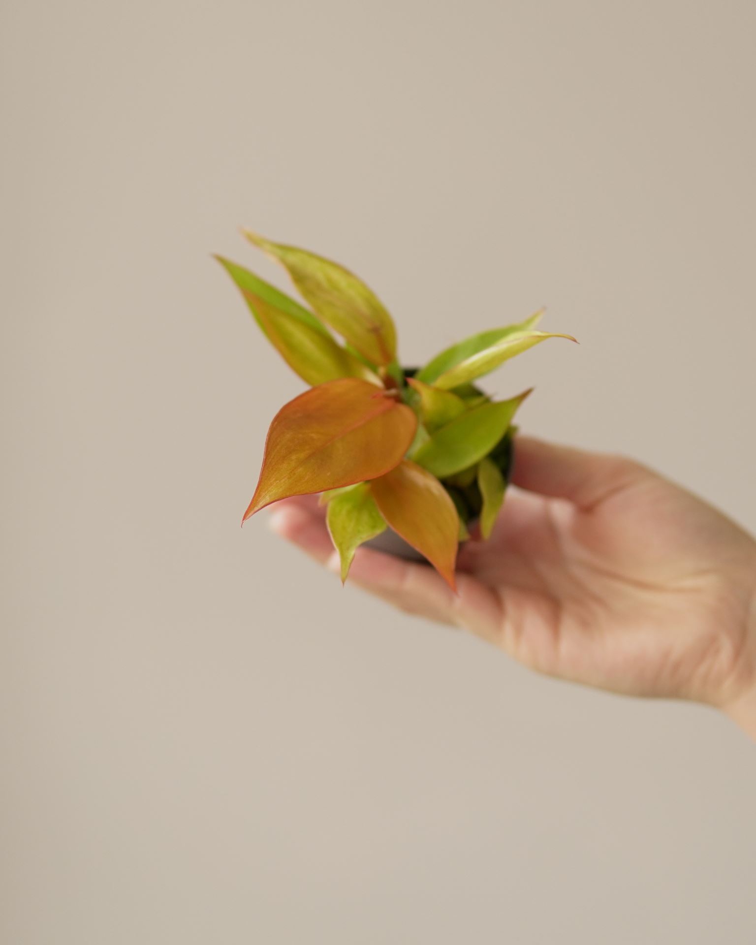 PHILODENDRON PRINCE OF ORANGE