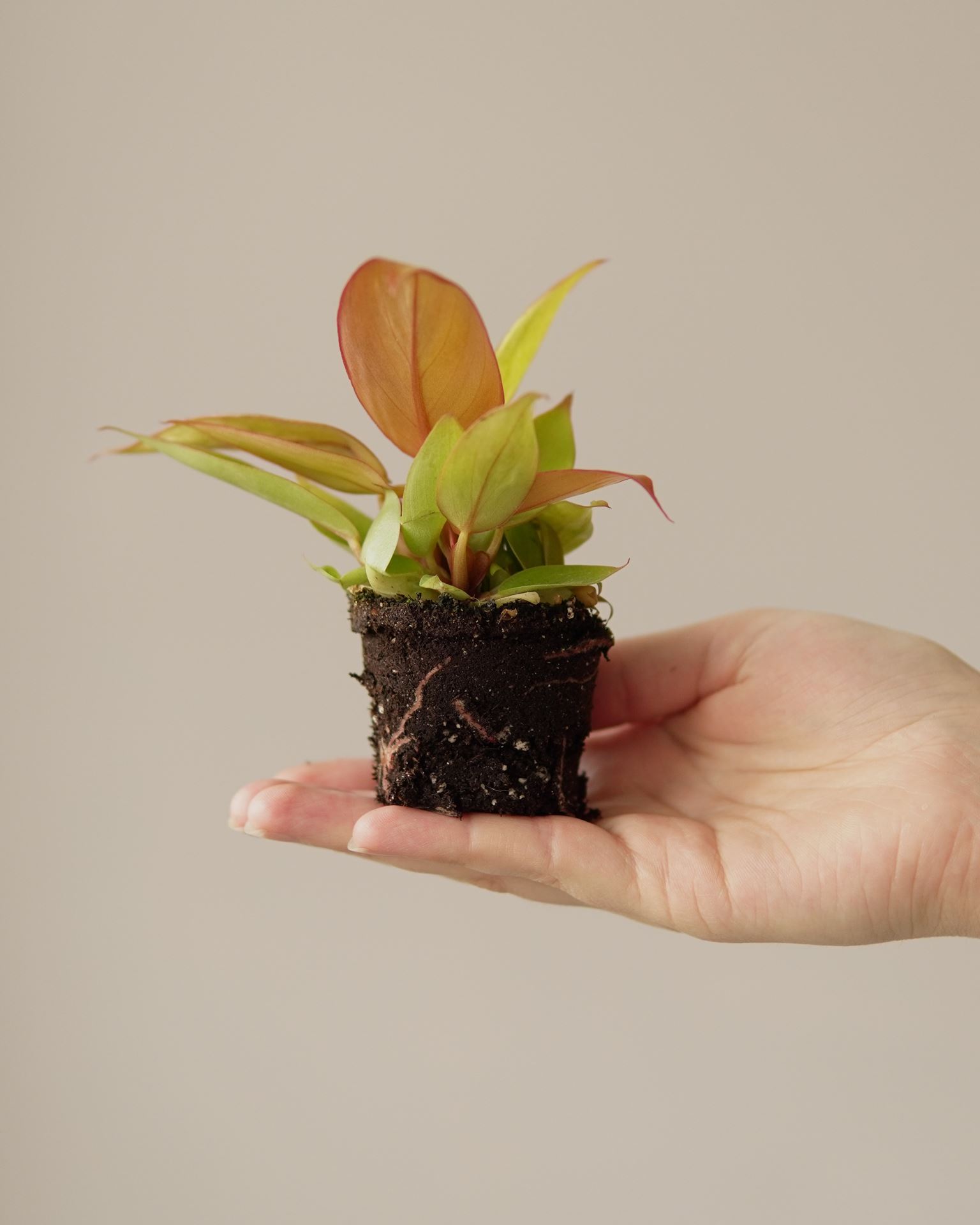 PHILODENDRON PRINCE OF ORANGE