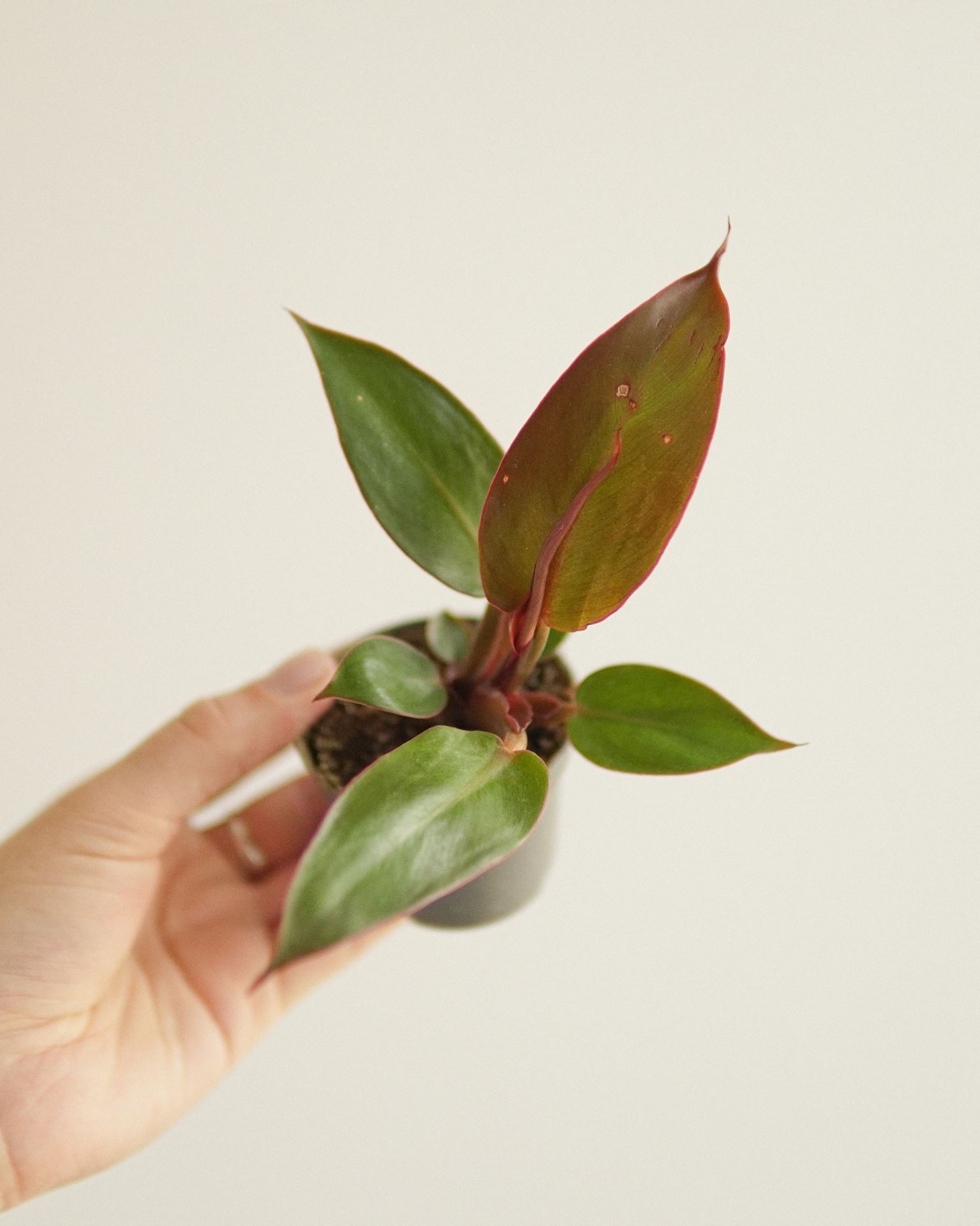 PHILODENDRON RED SUN