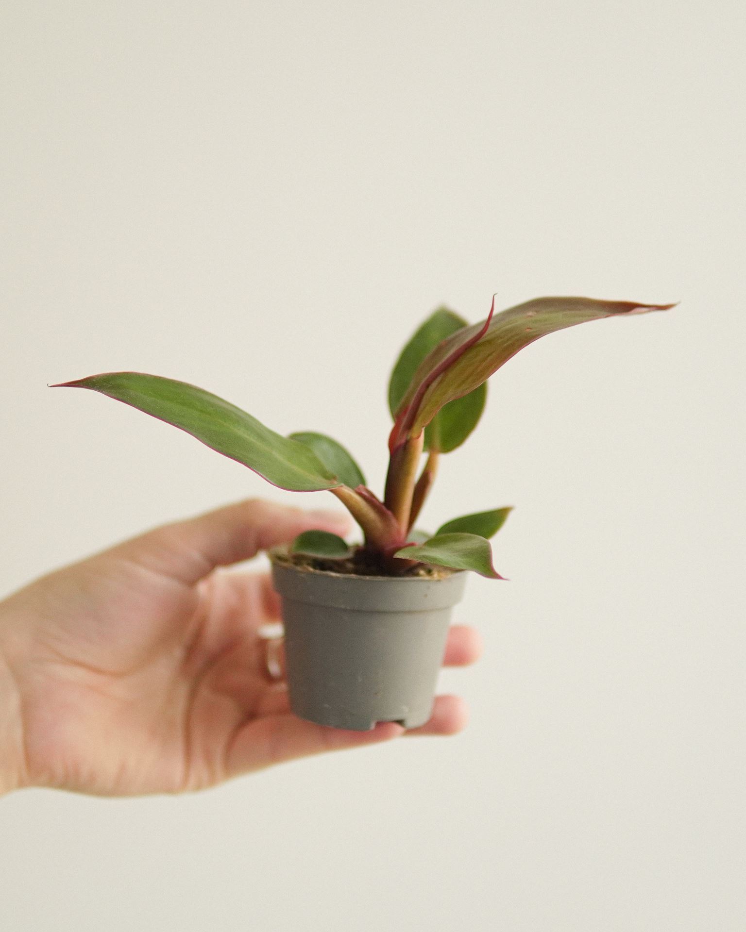 PHILODENDRON RED SUN