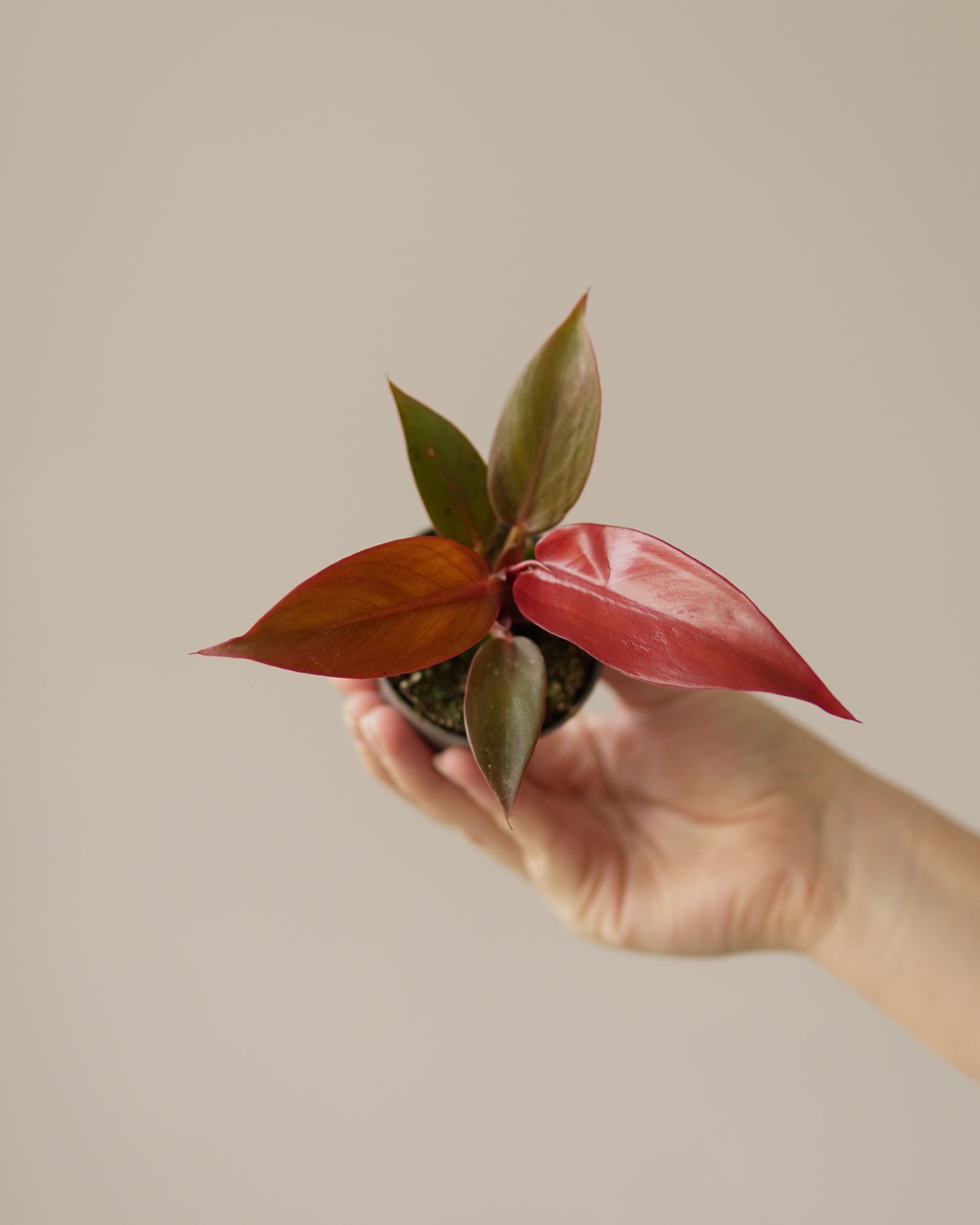 PHILODENDRON RED SUN