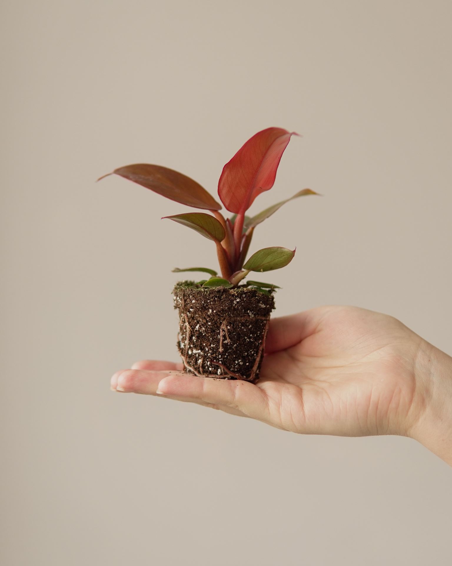 PHILODENDRON RED SUN