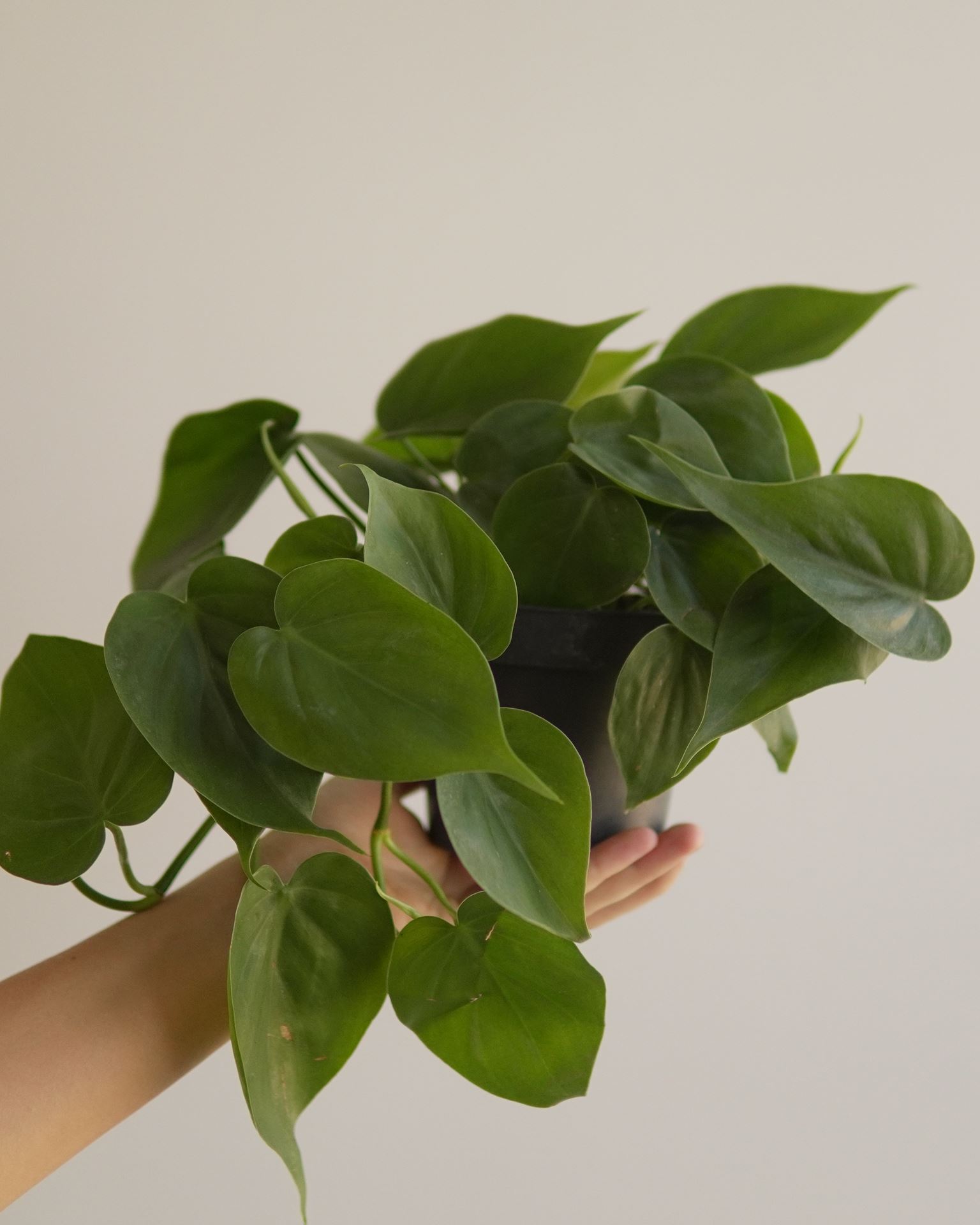 PHILODENDRON SCANDENS GREEN