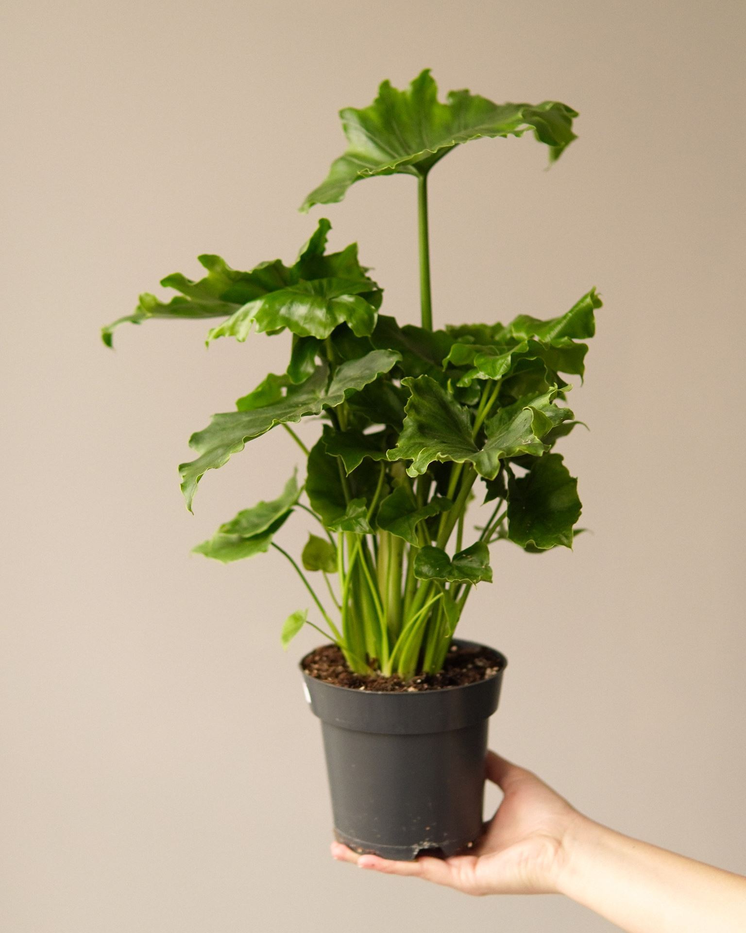 PHILODENDRON SHANGRI LA