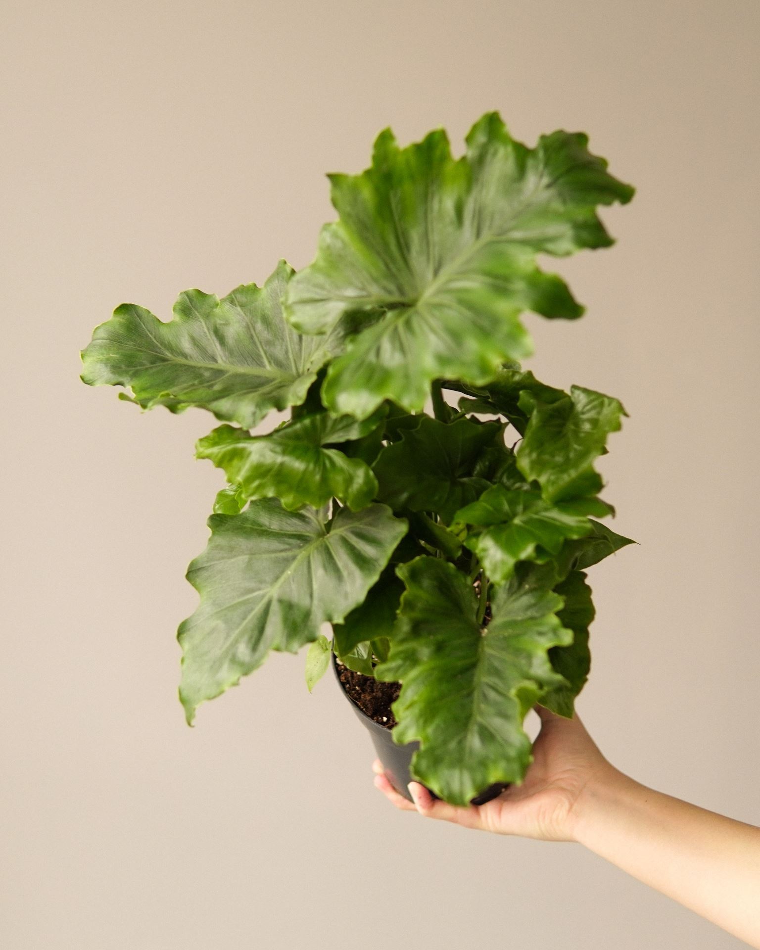 PHILODENDRON SHANGRI LA