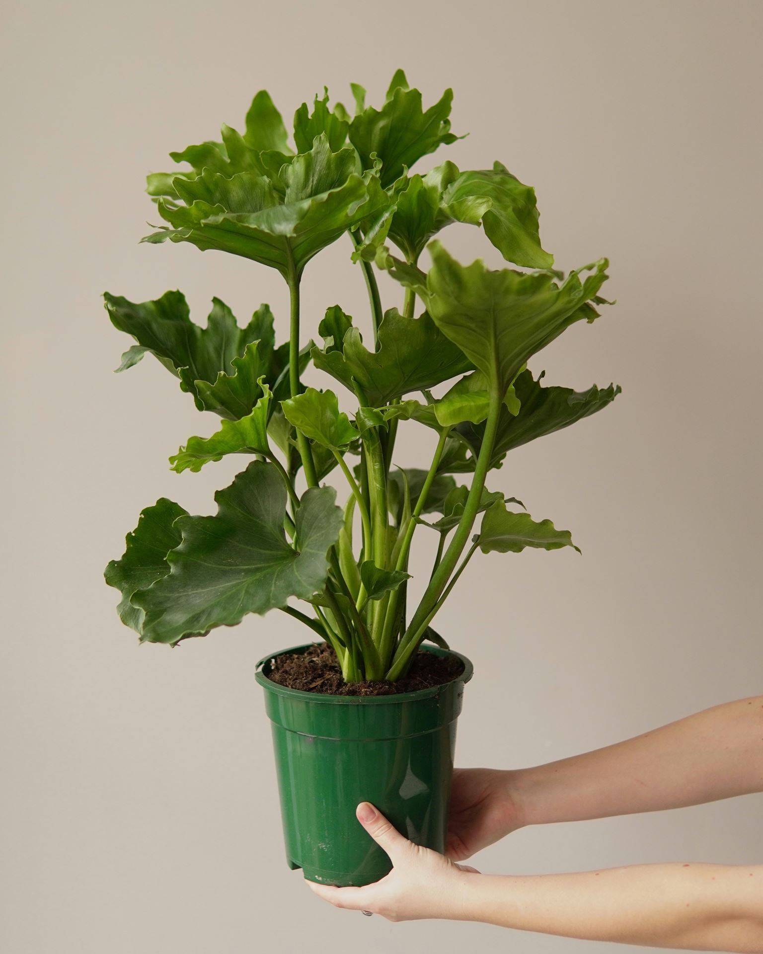 philodendron bipinnatifidum little hope