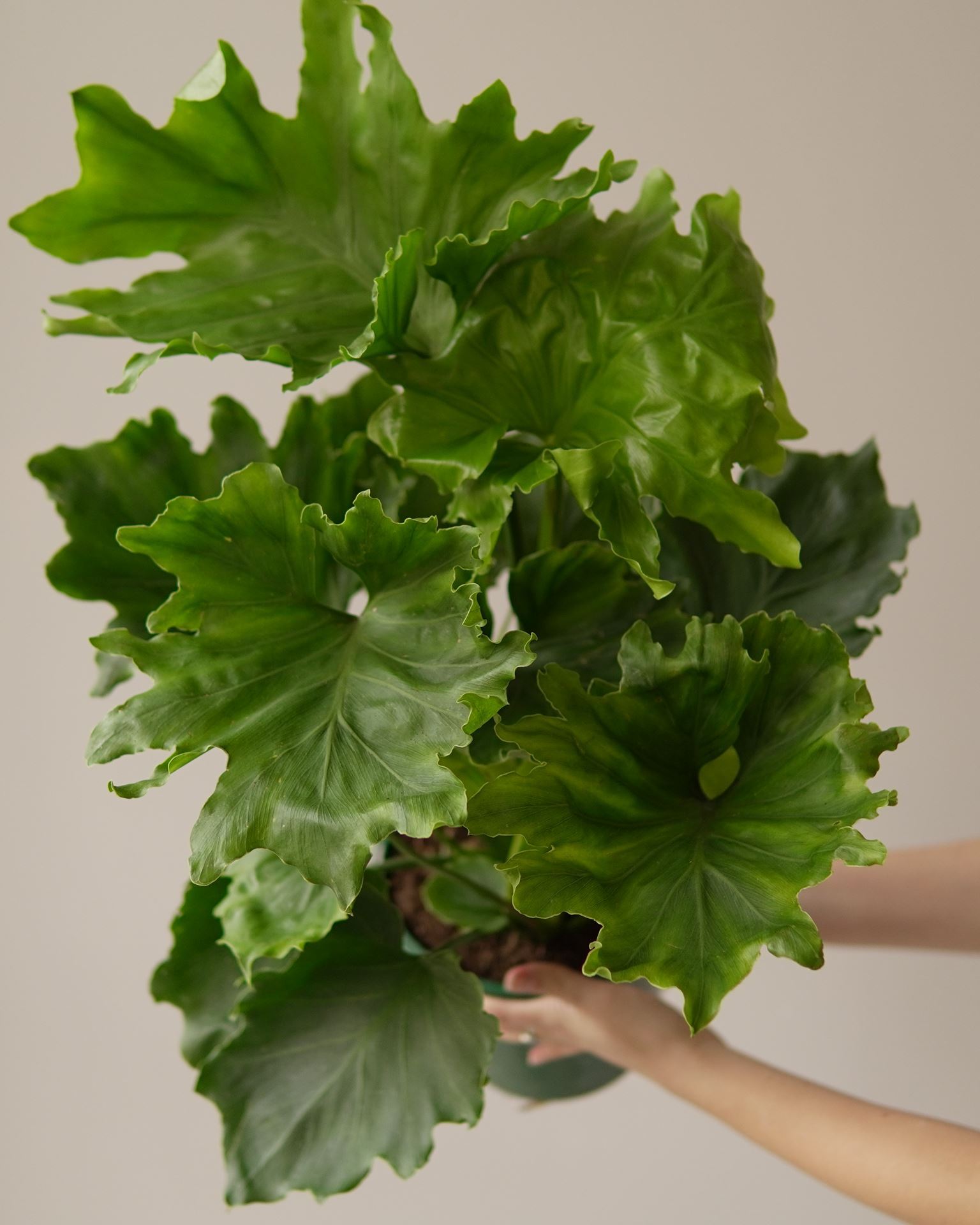 philodendron bipinnatifidum little hope