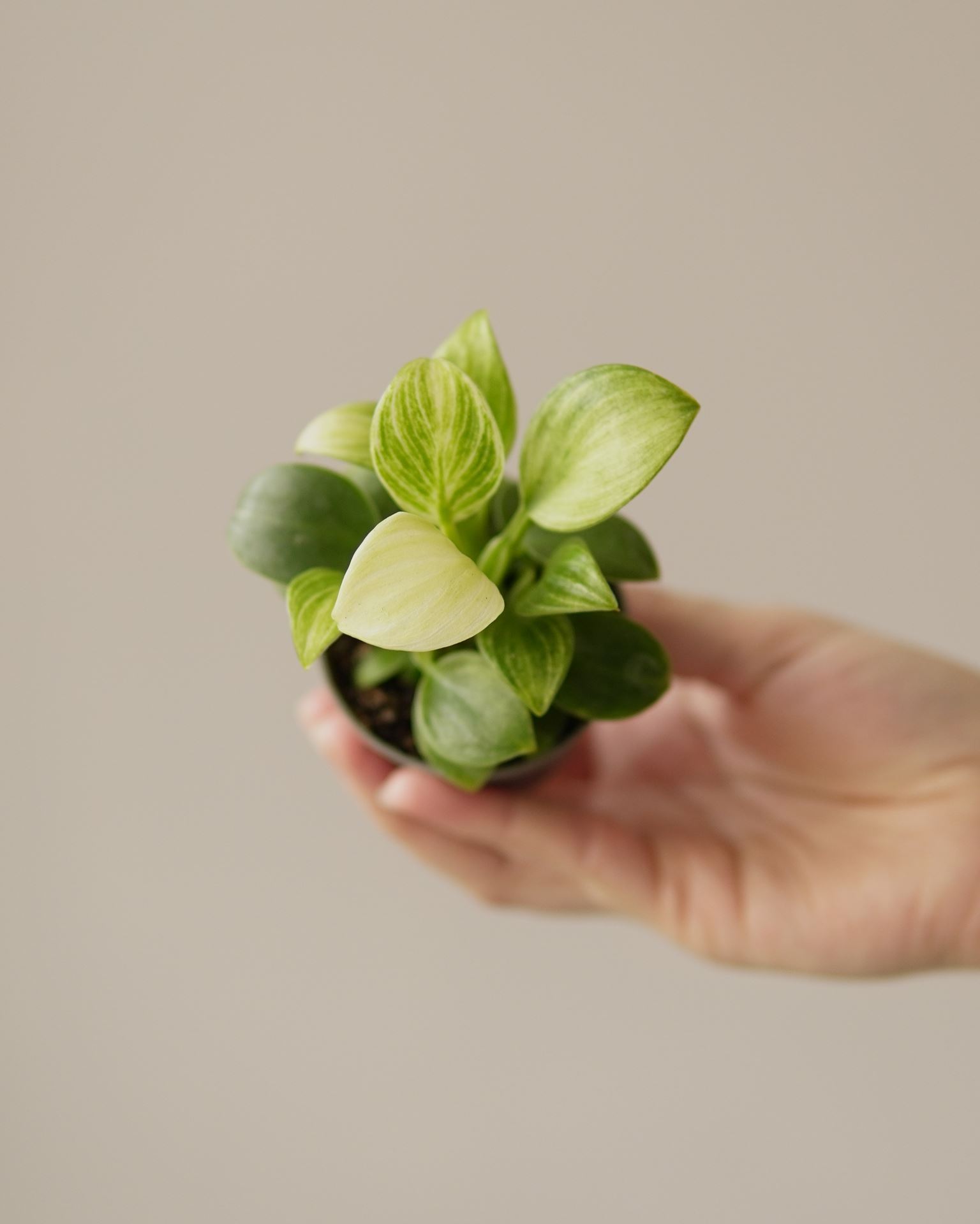 PHILODENDRON WHITE MEASURE
