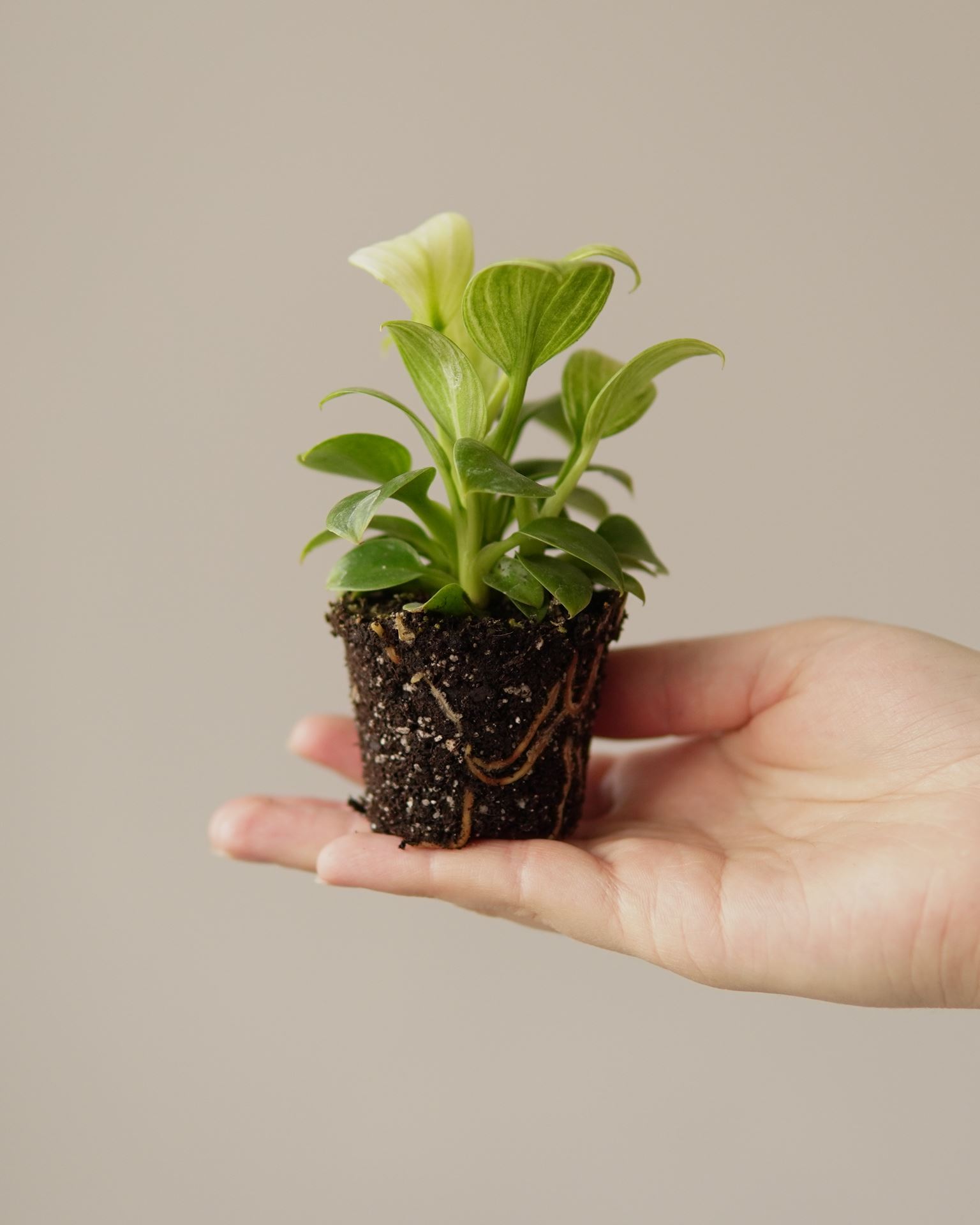 PHILODENDRON WHITE MEASURE