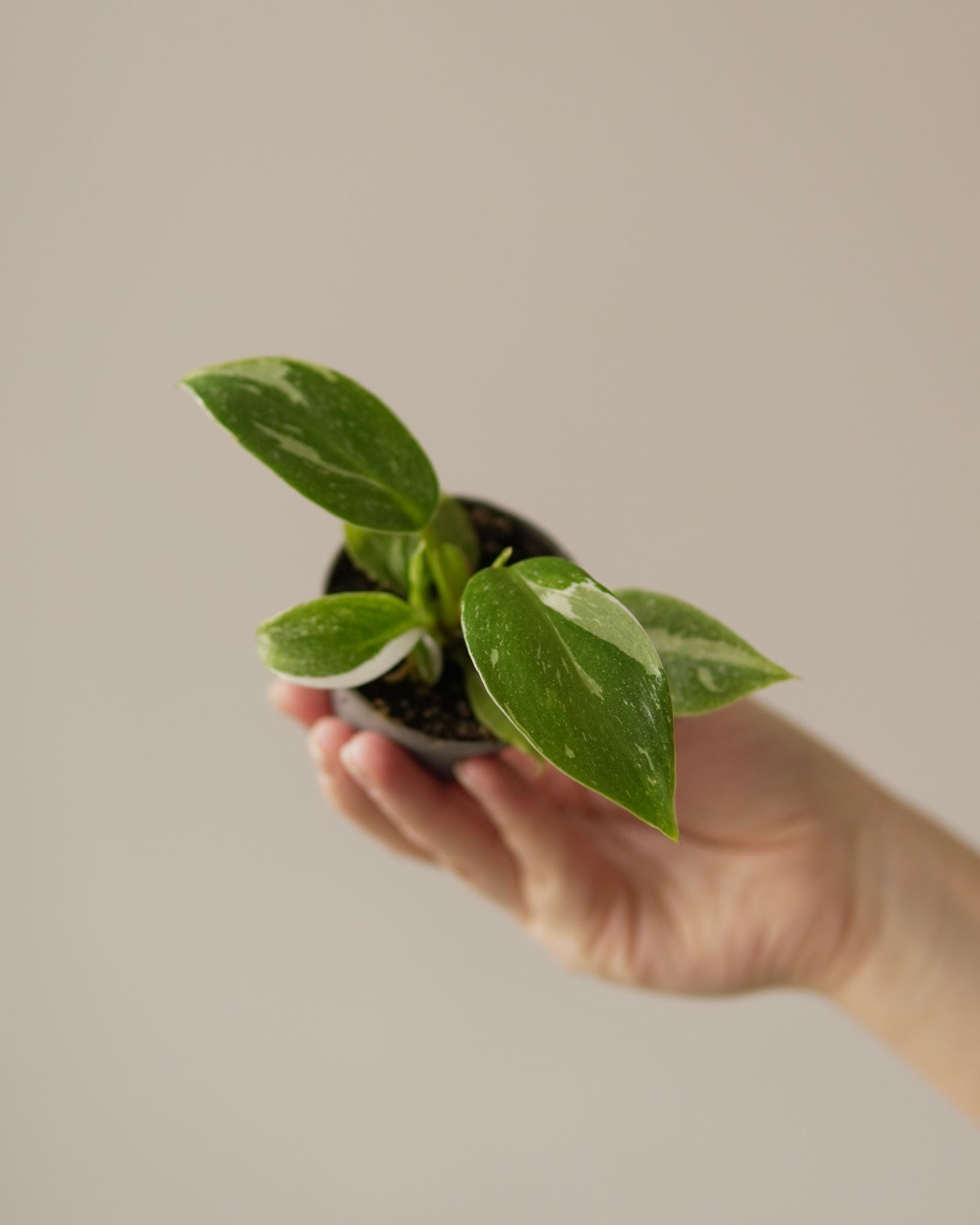 PHILODENDRON WHITE PRINCESS